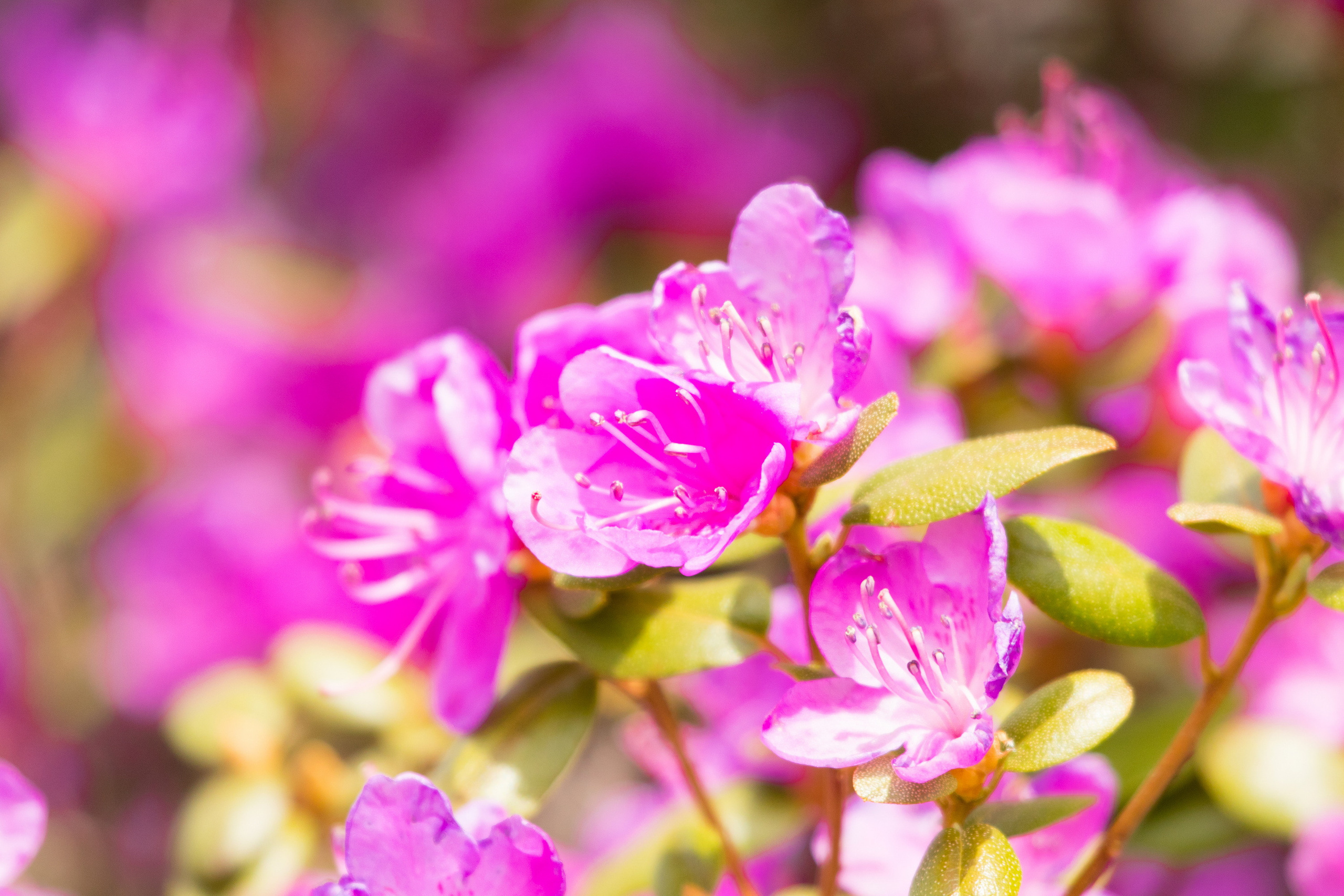 Мой Алтай. Фотограф Кирилл Мешков Кемерово