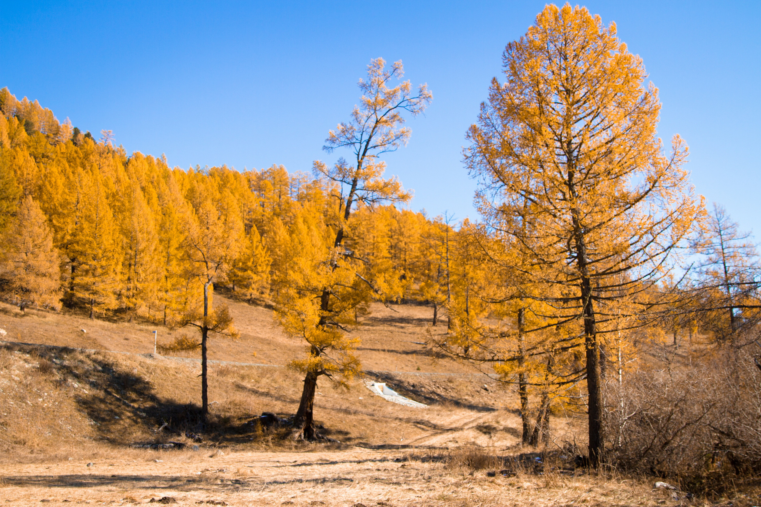 Мой Алтай. Фотограф Кирилл Мешков Кемерово