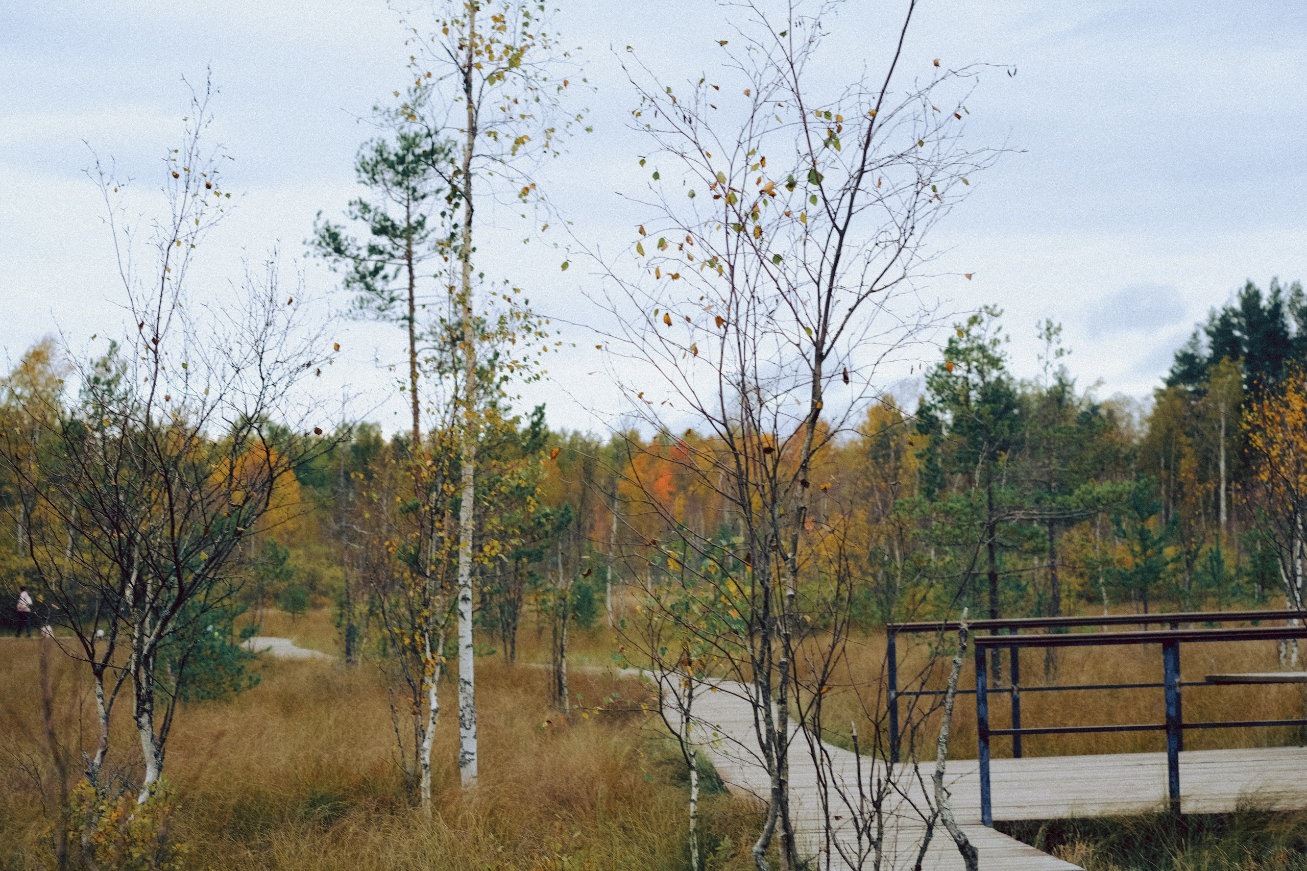 Осеняя прогулка. Профессиональный фотограф, Санкт-Петербург — Виктория Богомолова