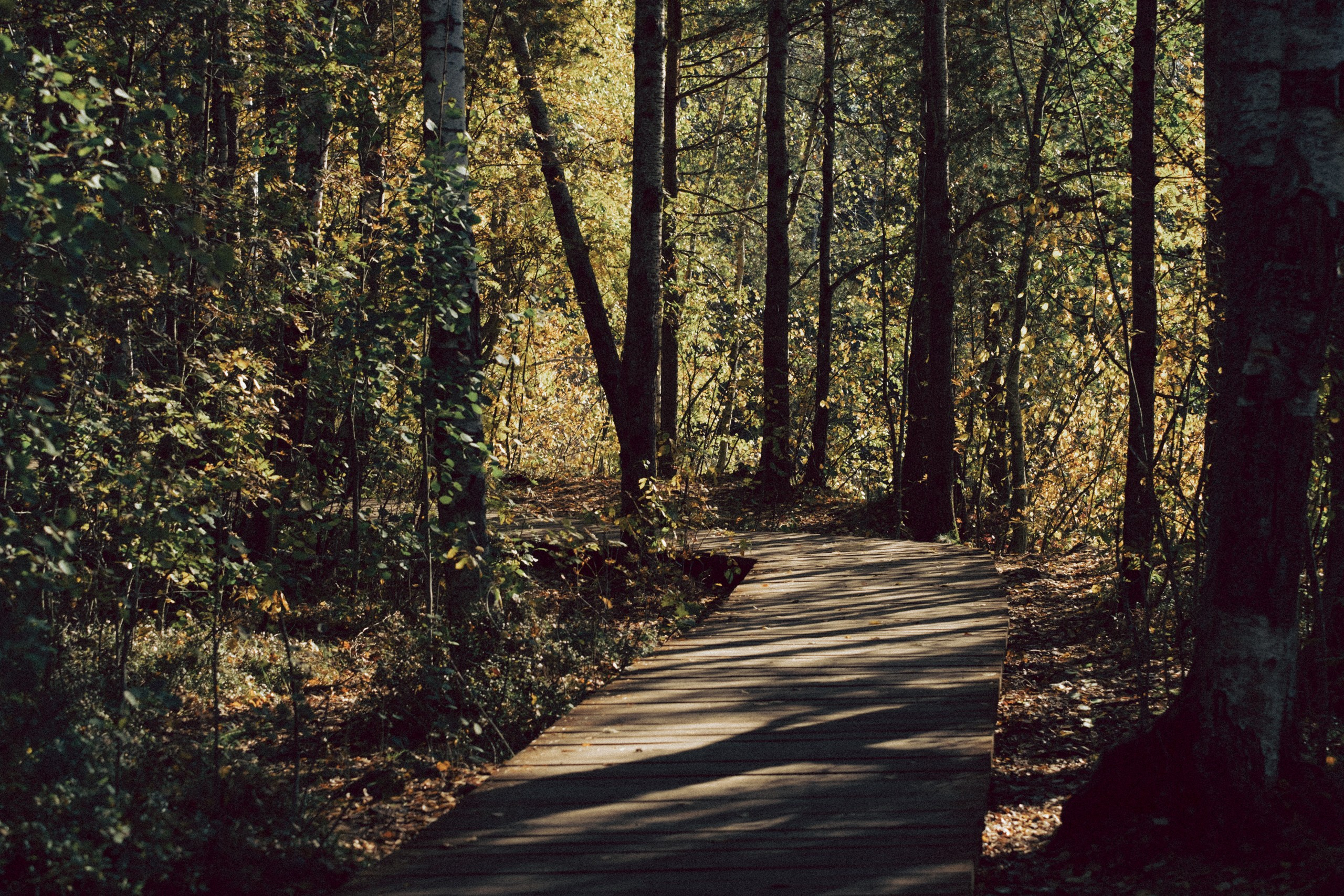 Осеняя прогулка. Профессиональный фотограф, Санкт-Петербург — Виктория Богомолова