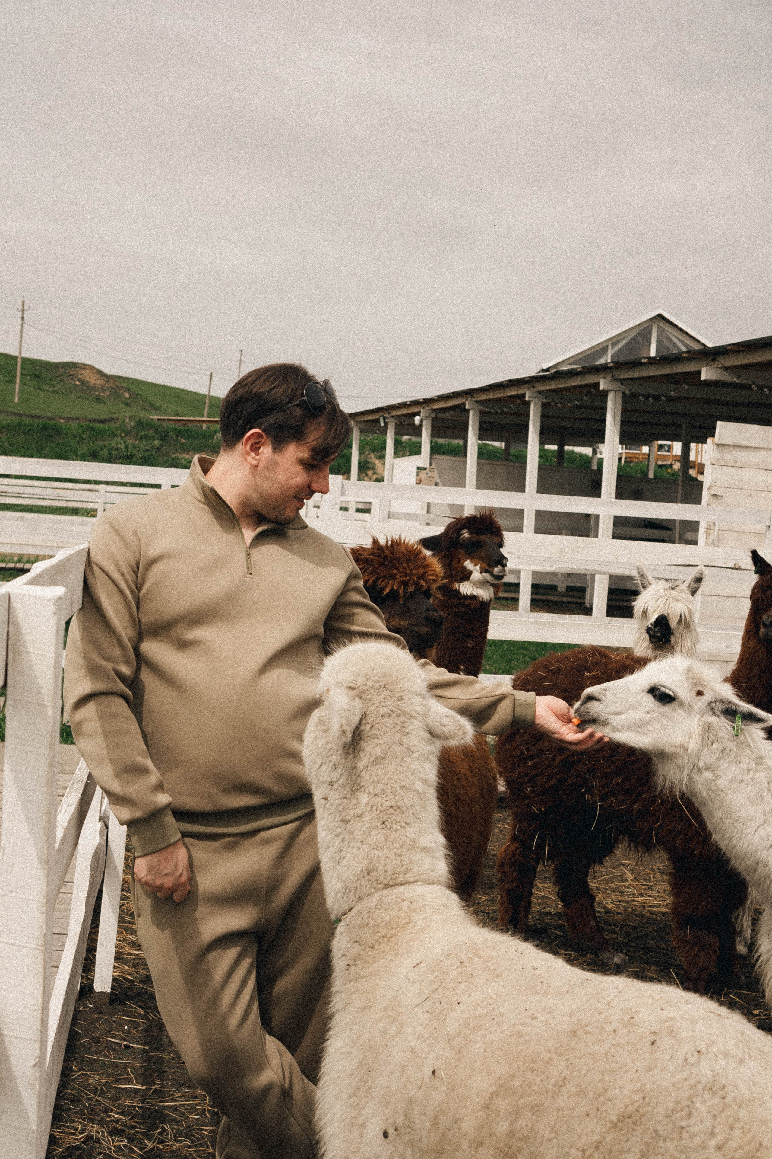 Ферма Альпак. Профессиональный фотограф, Санкт-Петербург — Виктория Богомолова
