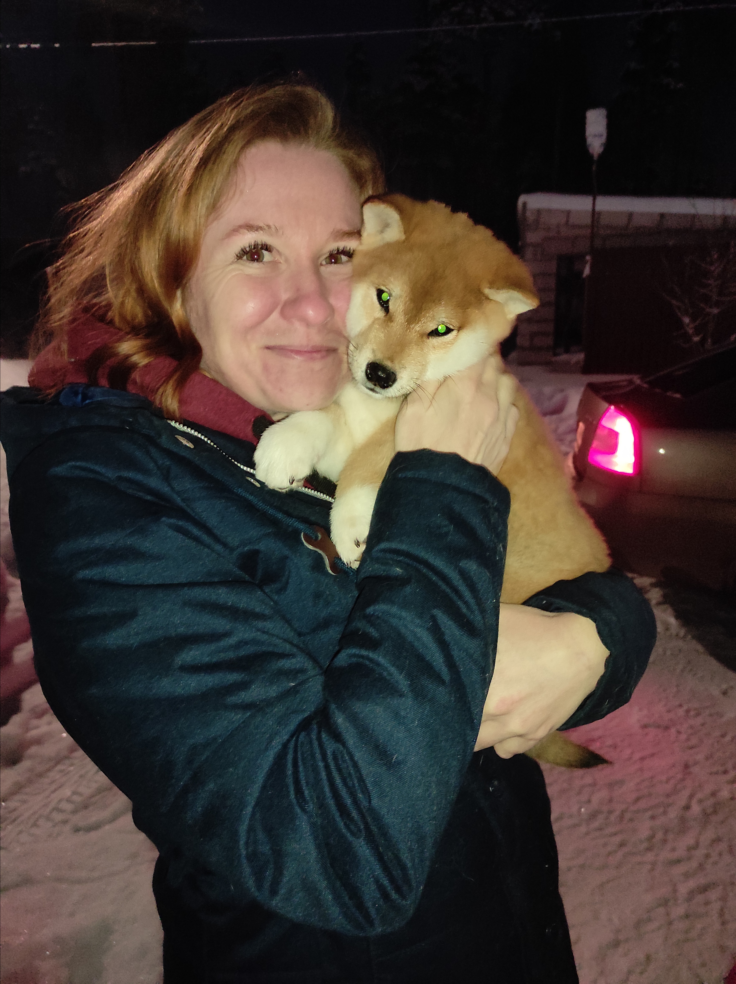 Сиба питомник RUBYLIGHT. Американская акита I Сиба ину I Питомник RUBYLIGHT