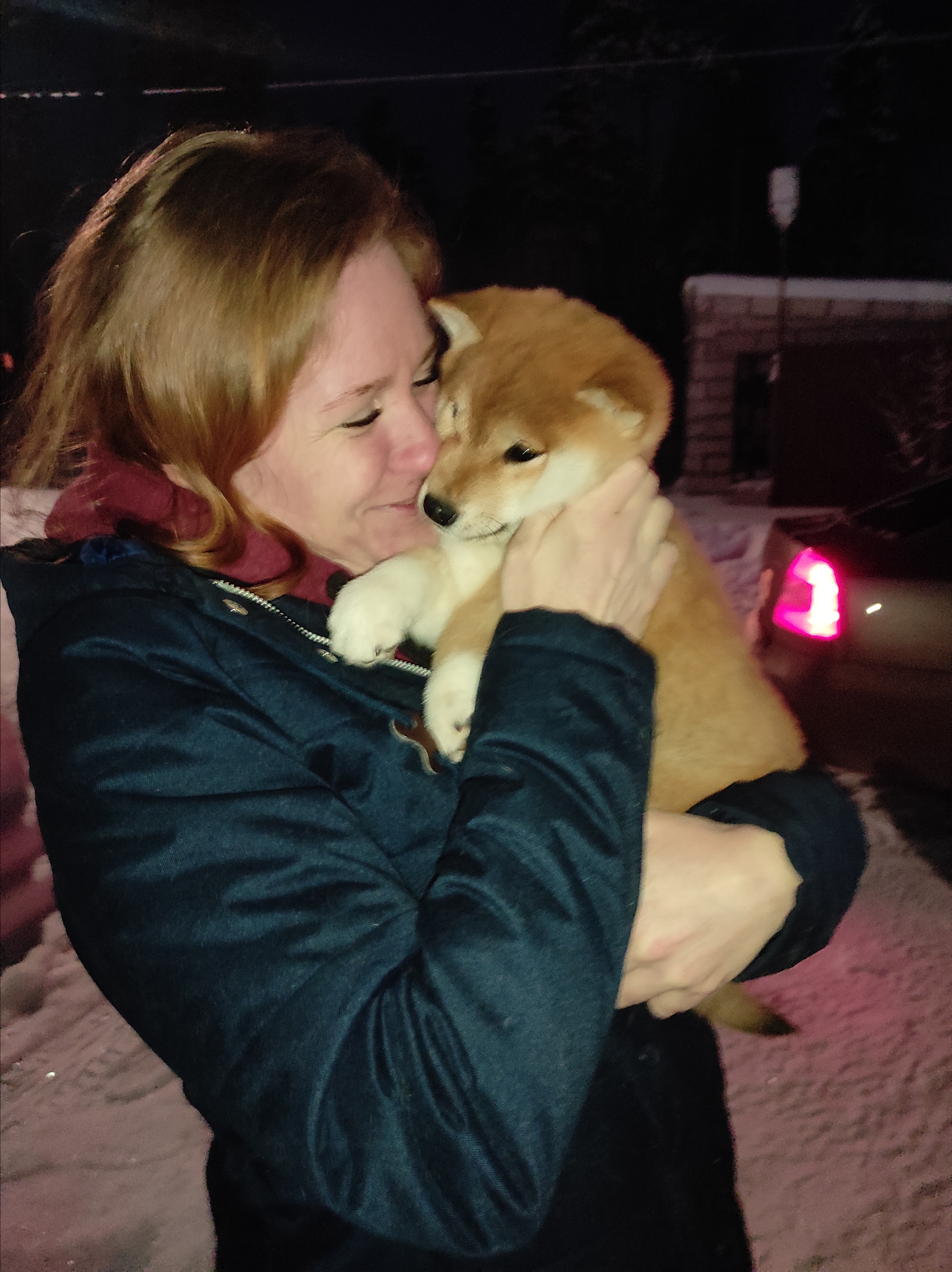 Сиба питомник RUBYLIGHT. Американская акита I Сиба ину I Питомник RUBYLIGHT