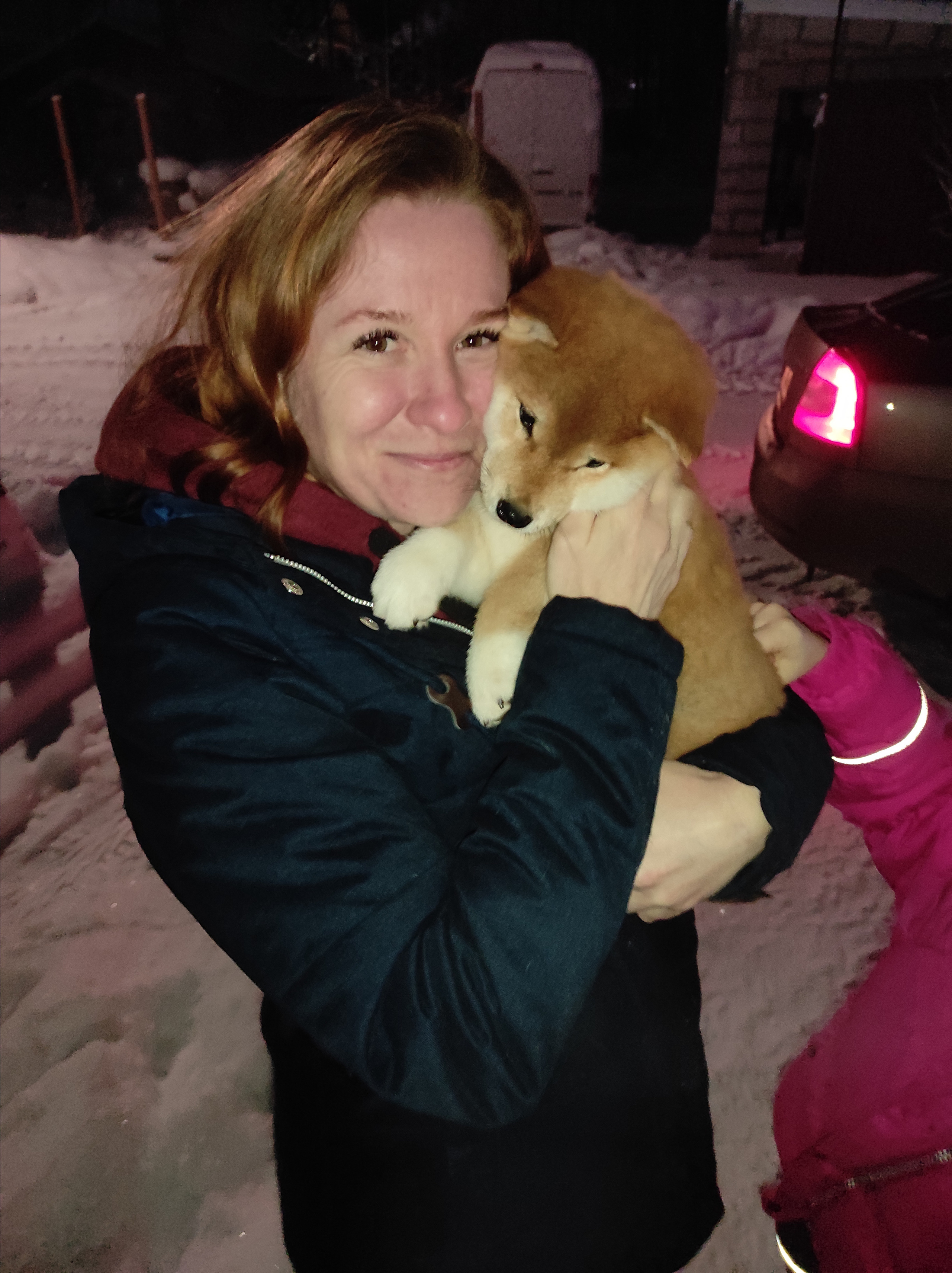 Сиба питомник RUBYLIGHT. Американская акита I Сиба ину I Питомник RUBYLIGHT