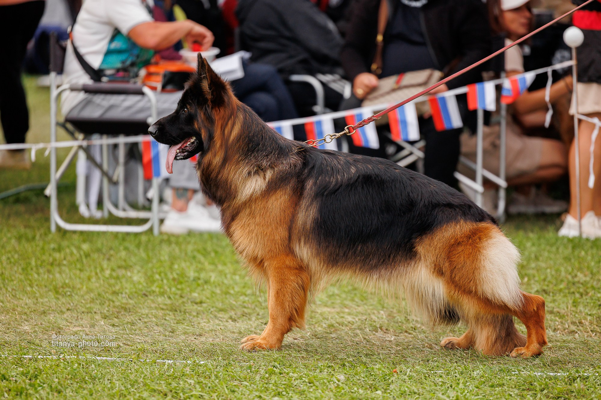 Немецкие овчарки: фото из рингов и вне ринга, мутпроба (фотографии с выставок). Фотограф собак, фотограф-анималист Аня Титова (Titanya). Москва