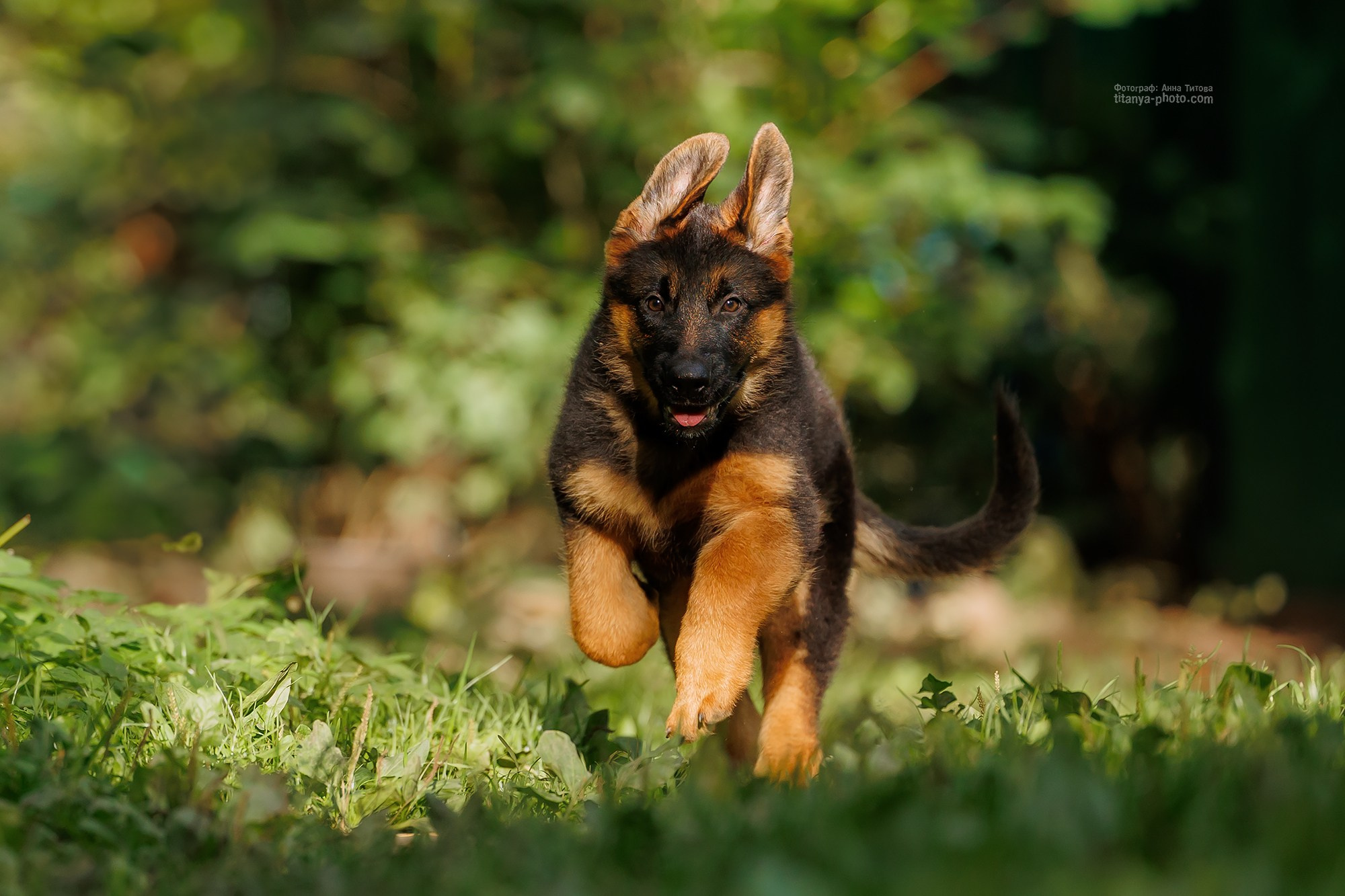 Щенки немецкой овчарки. Фотограф собак, фотограф-анималист Аня Титова (Titanya). Москва