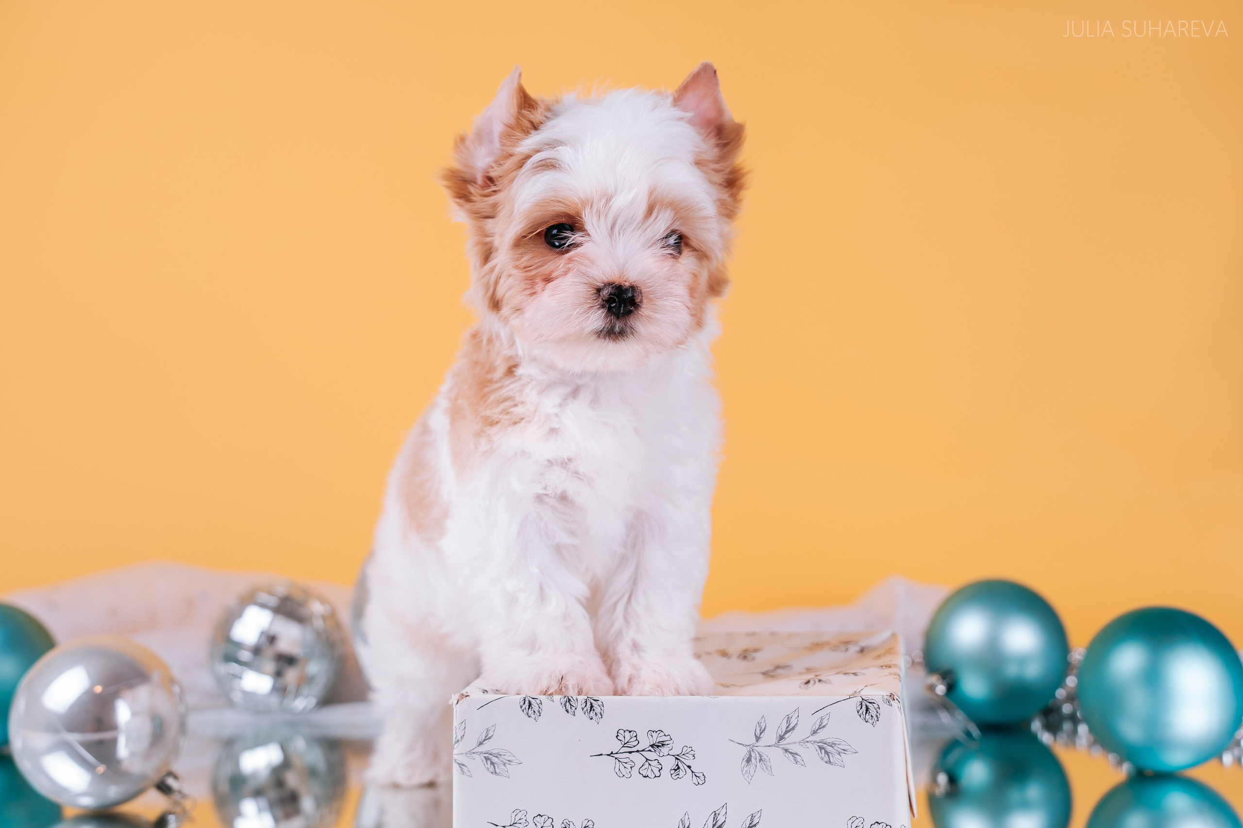 Йоркширский терьер (домашняя съемка). Главная