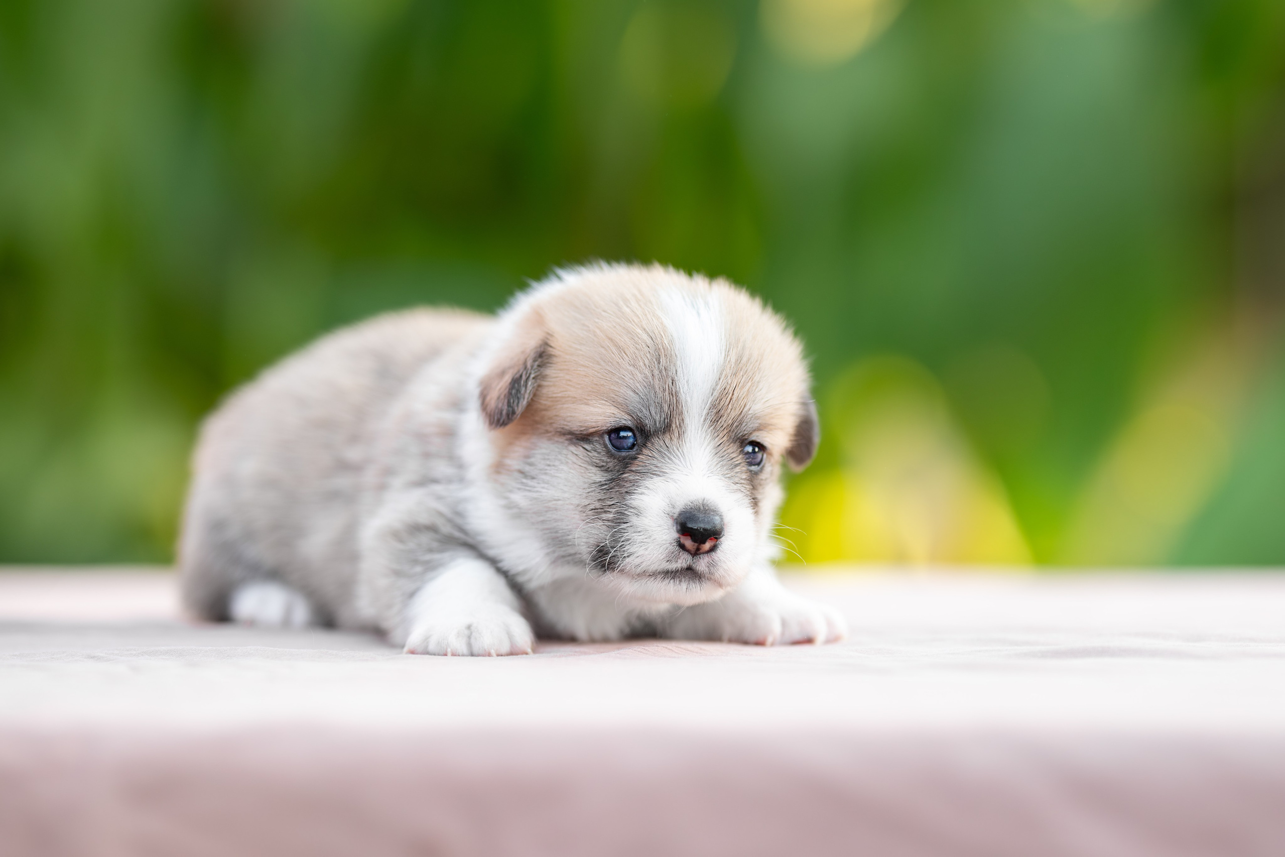 Малыши коржики. Ирина Голомб|Фотограф-анималист в  Сочи и Калининграде
