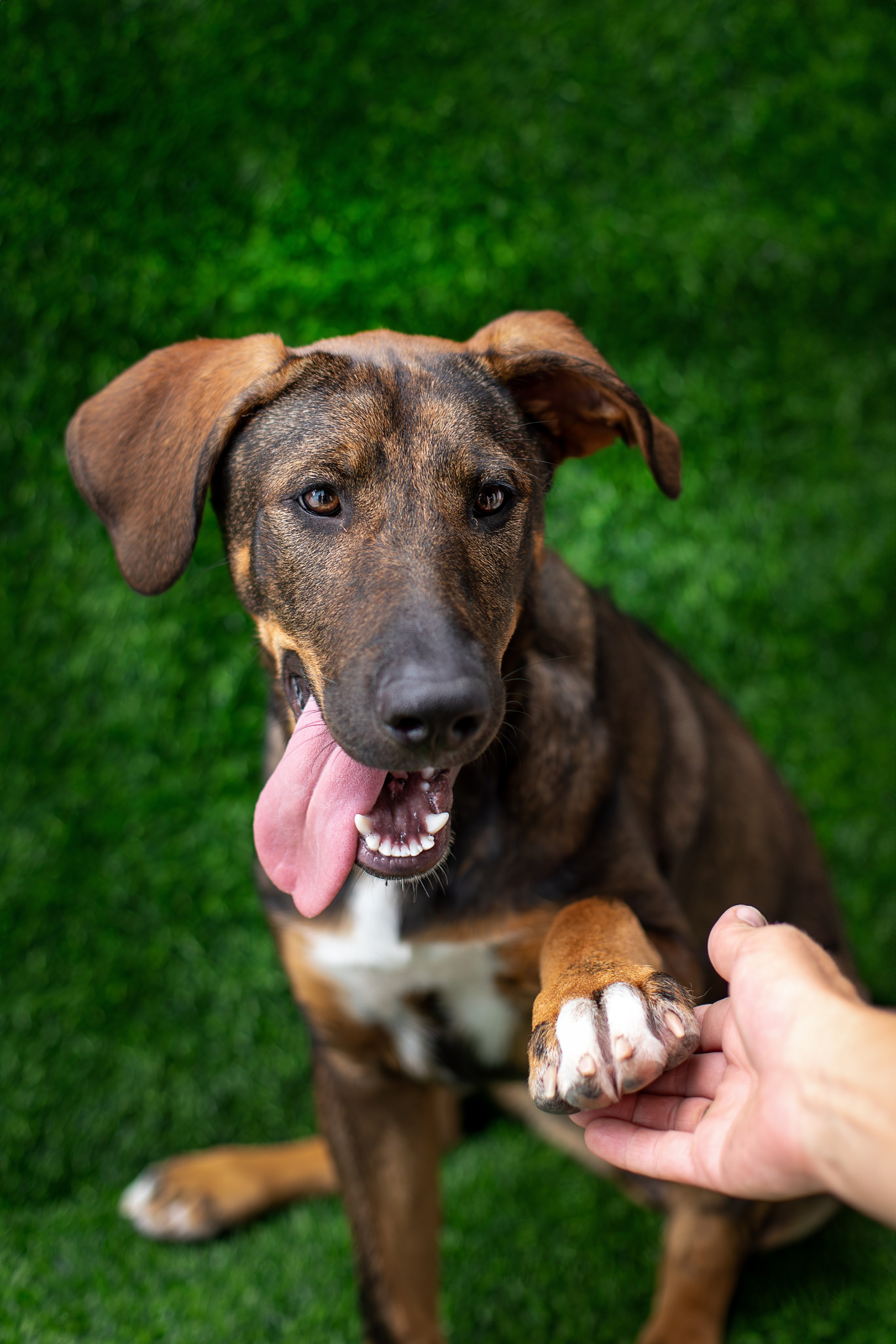 Мини-приют «Возрождение». Ирина Голомб|Фотограф-анималист в  Сочи и Калининграде