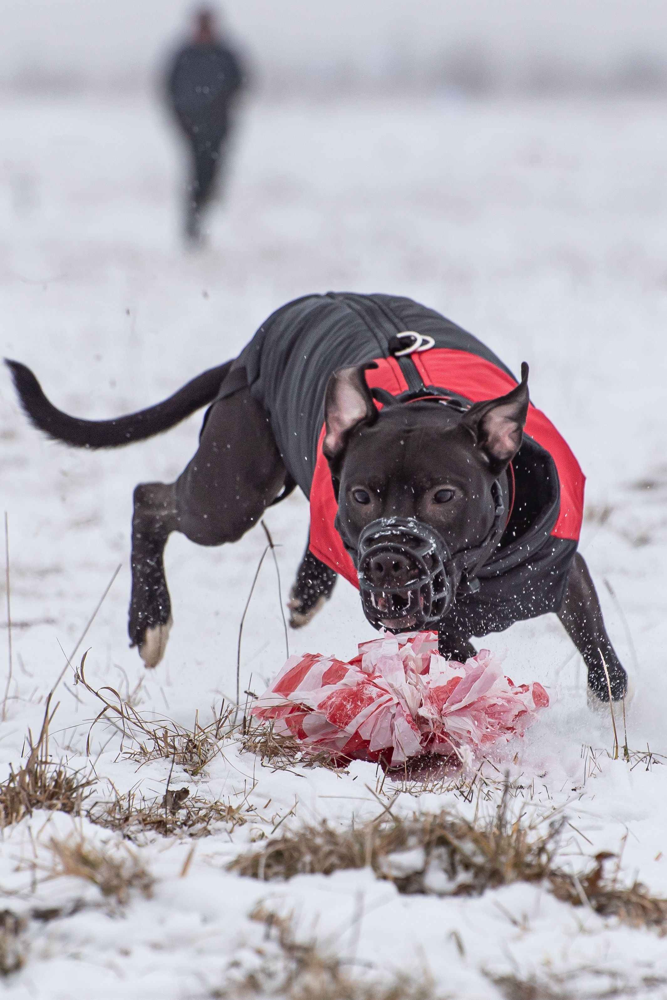 Бега за механической приманкой (Курсинг). Фотограф Макс Огурцов в Нижнем Новгороде