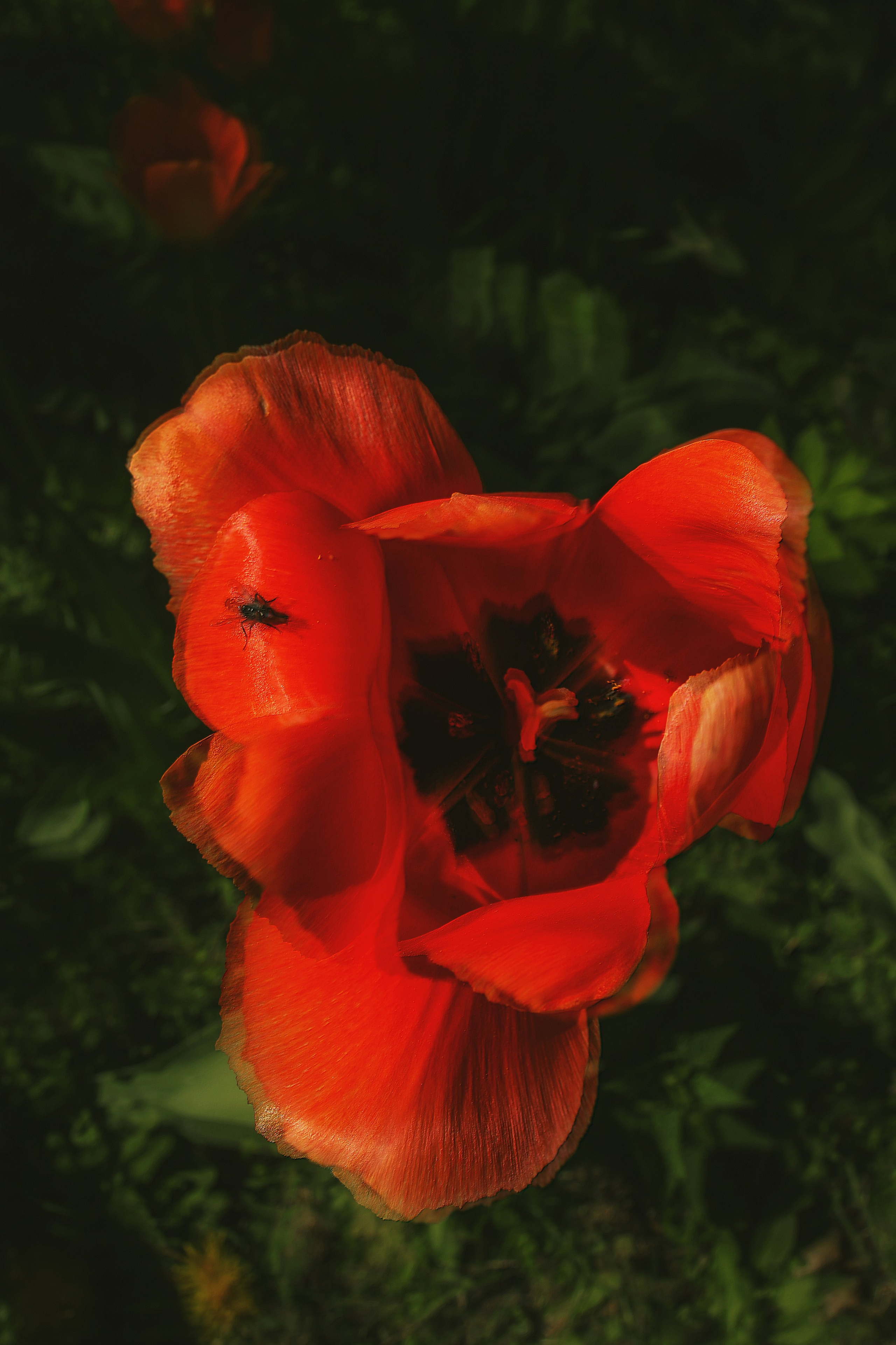 Природа &. Фотохудожник в СПб