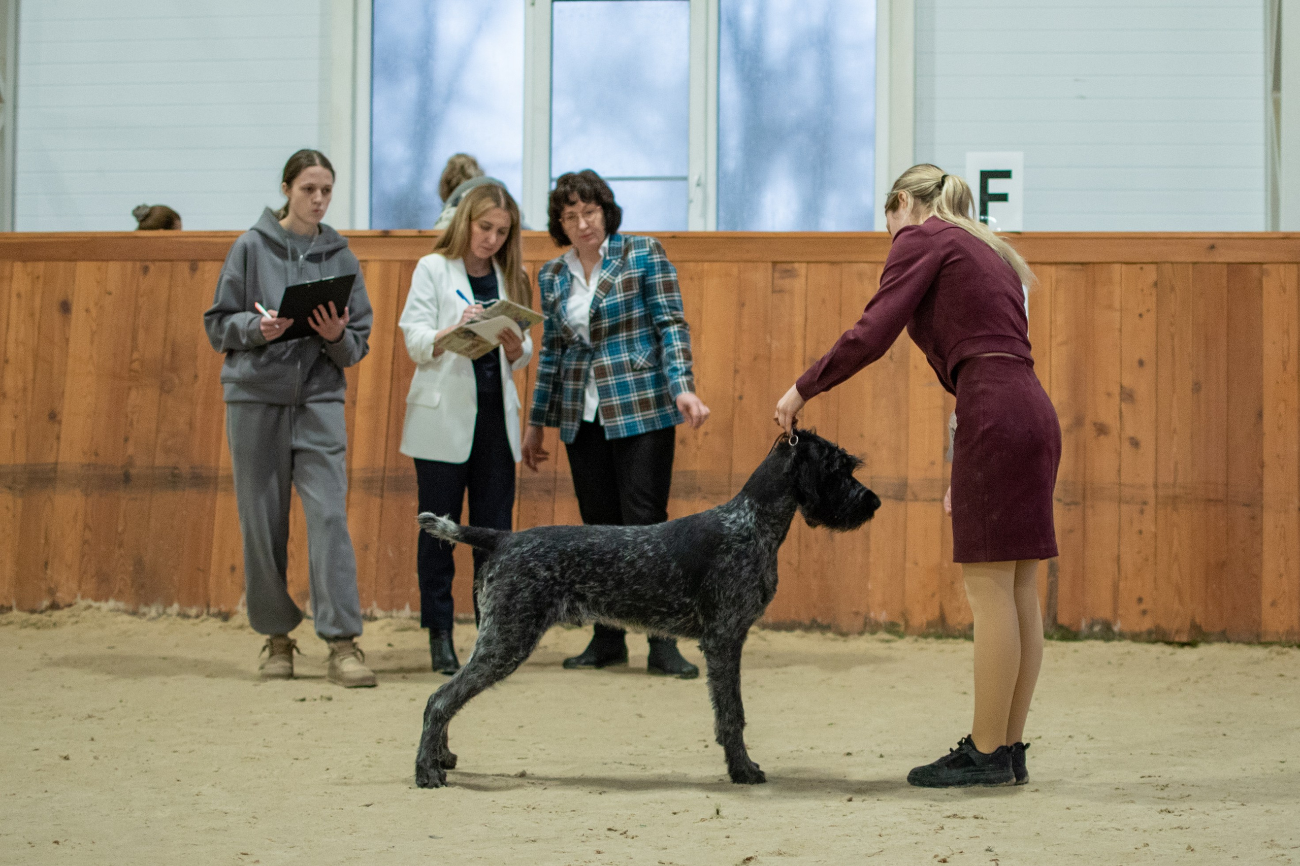 Выставки и дрессировка. Фотограф анималист в Ростове I Гончарова Анна