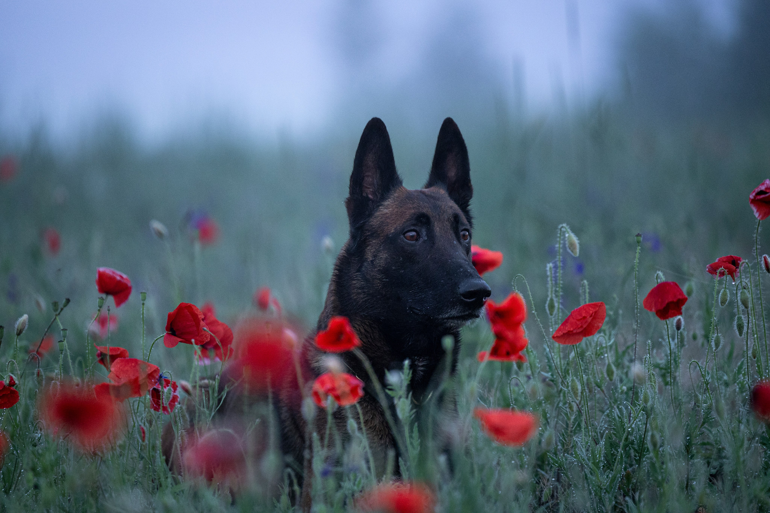 Маковое поле. Фотограф-анималист Анна Маринич