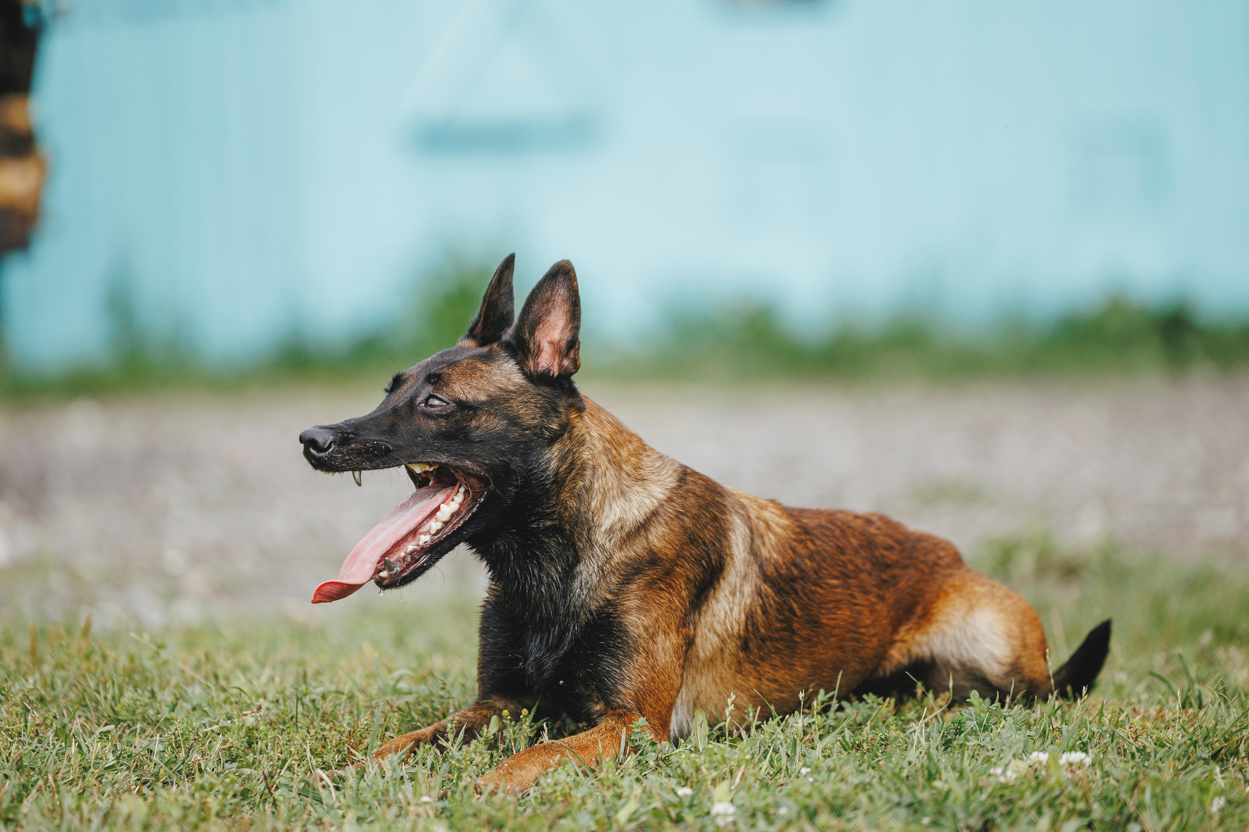 08.08.25-10.08.25 ЧР по мондьорингу г. Вологда. Фотограф-анималист Анна Маринич