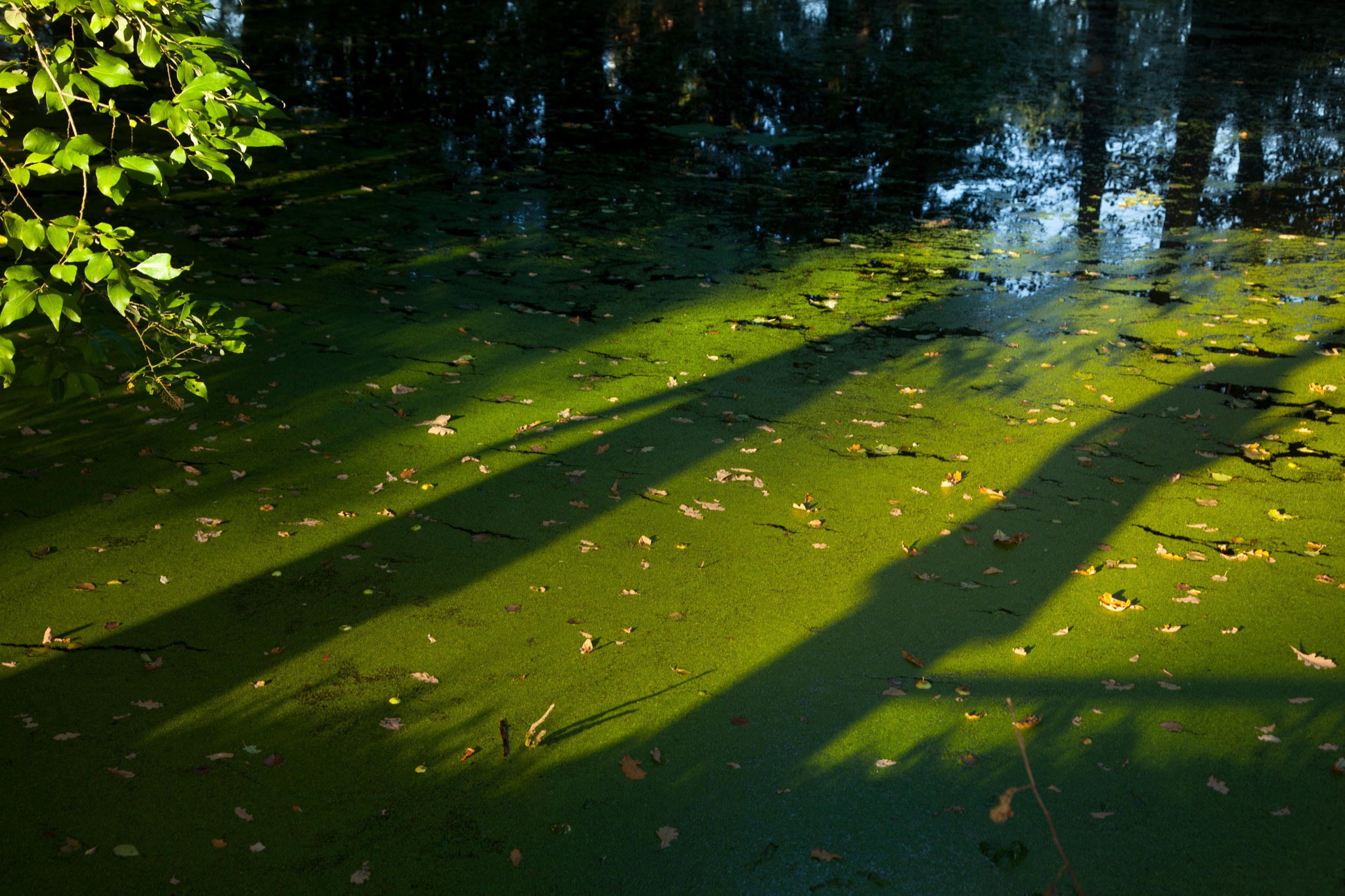 Phototherapy. Елена Цихон художник фотографии и мастер фото-ДНК