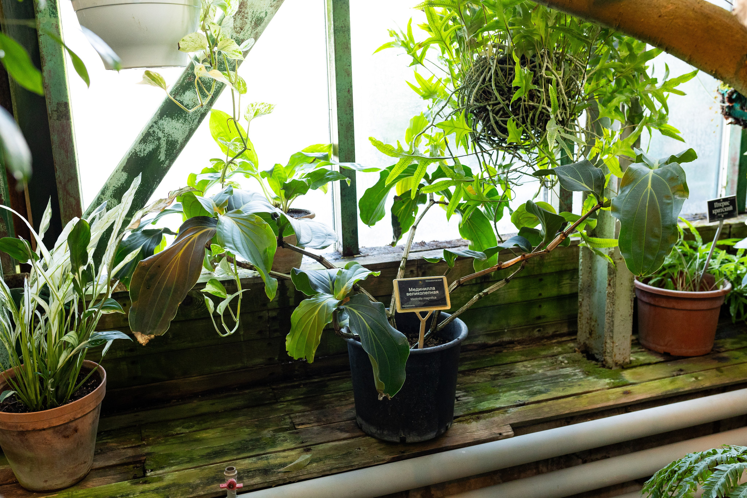 Аптекарский огород МГУ. Китай. Александра Куликова фотограф, Москва