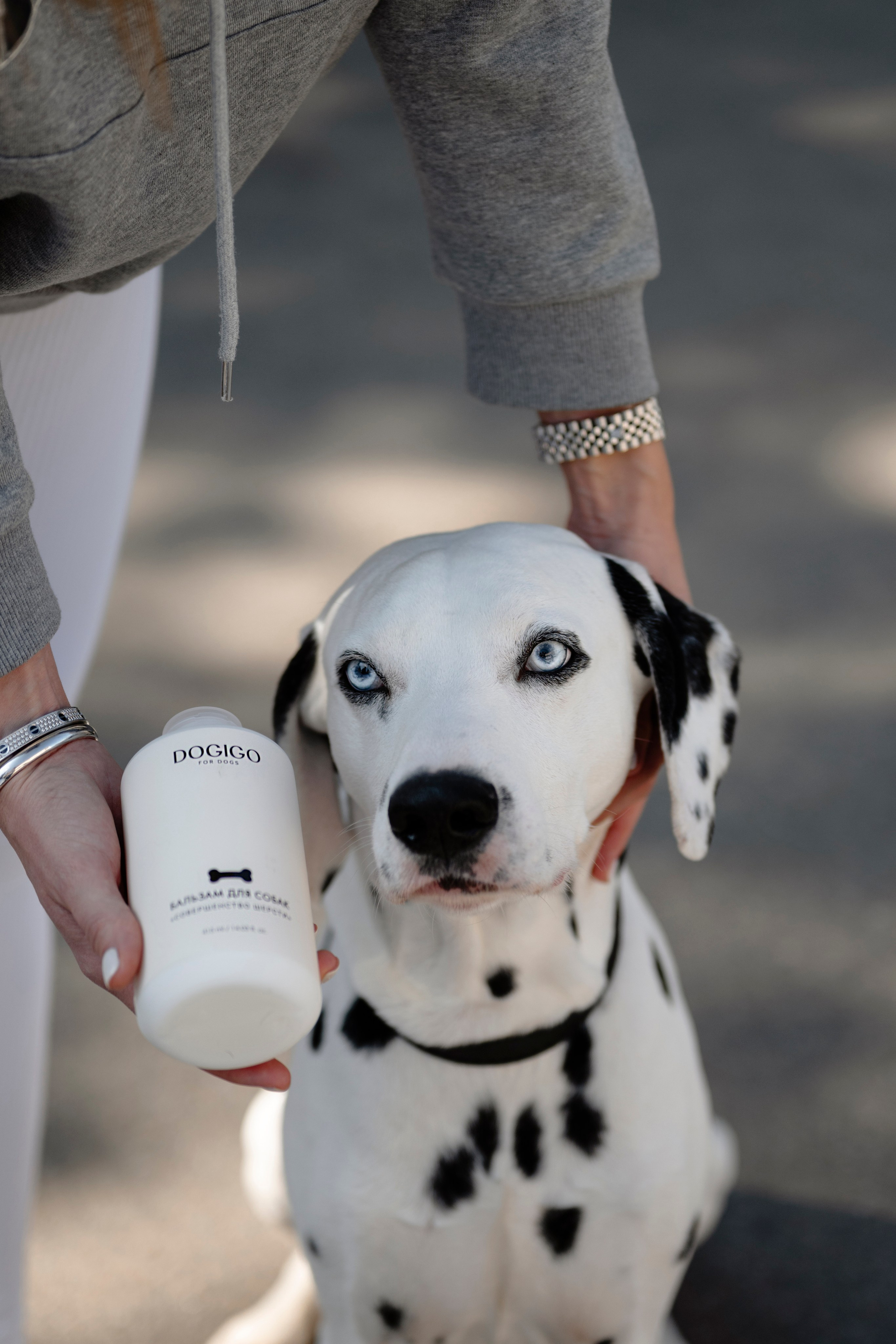 DOGIGO на прогулке. Фотограф анималист в Санкт-Петербурге Таша Крейв