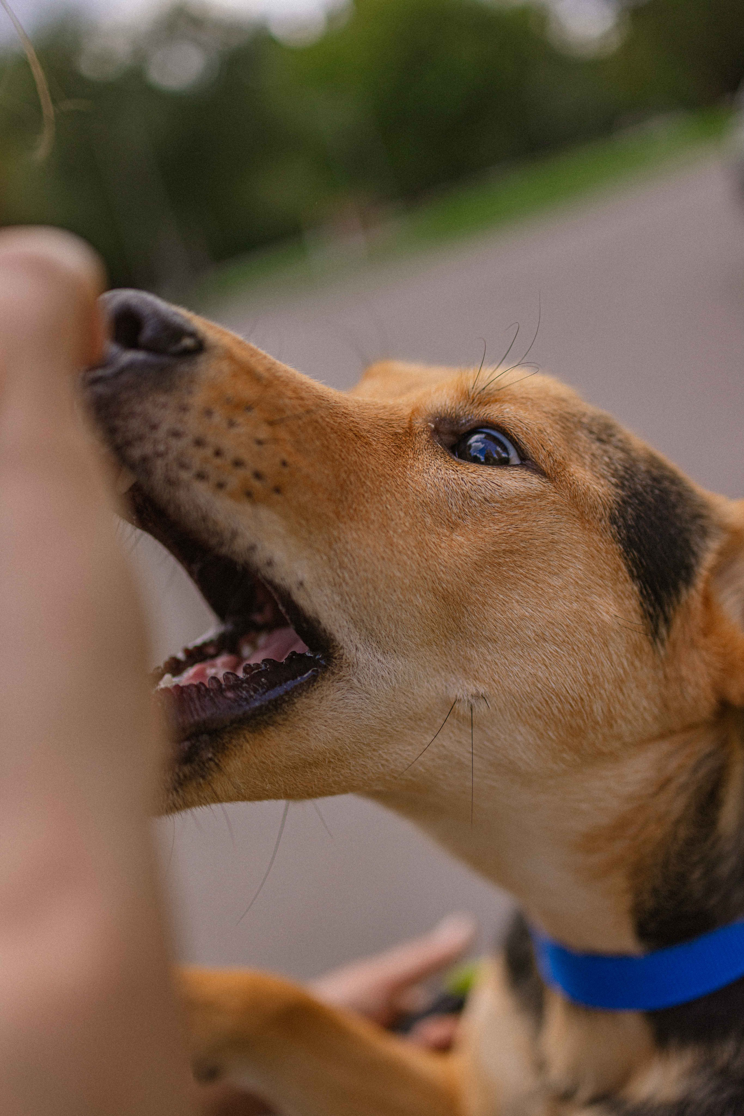 Джеки. Фотограф-анималист в Москве Лера Черноног