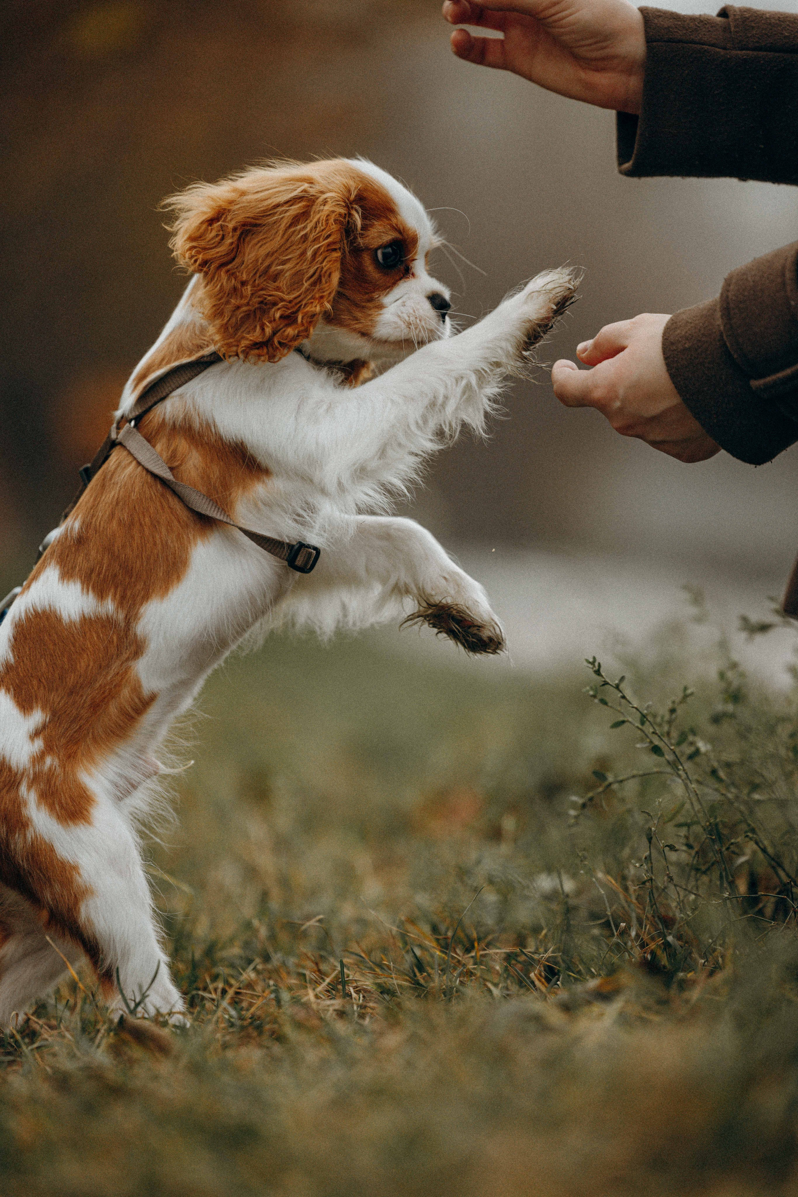 Юля и Кипр. Фотограф-анималист в Москве Лера Черноног