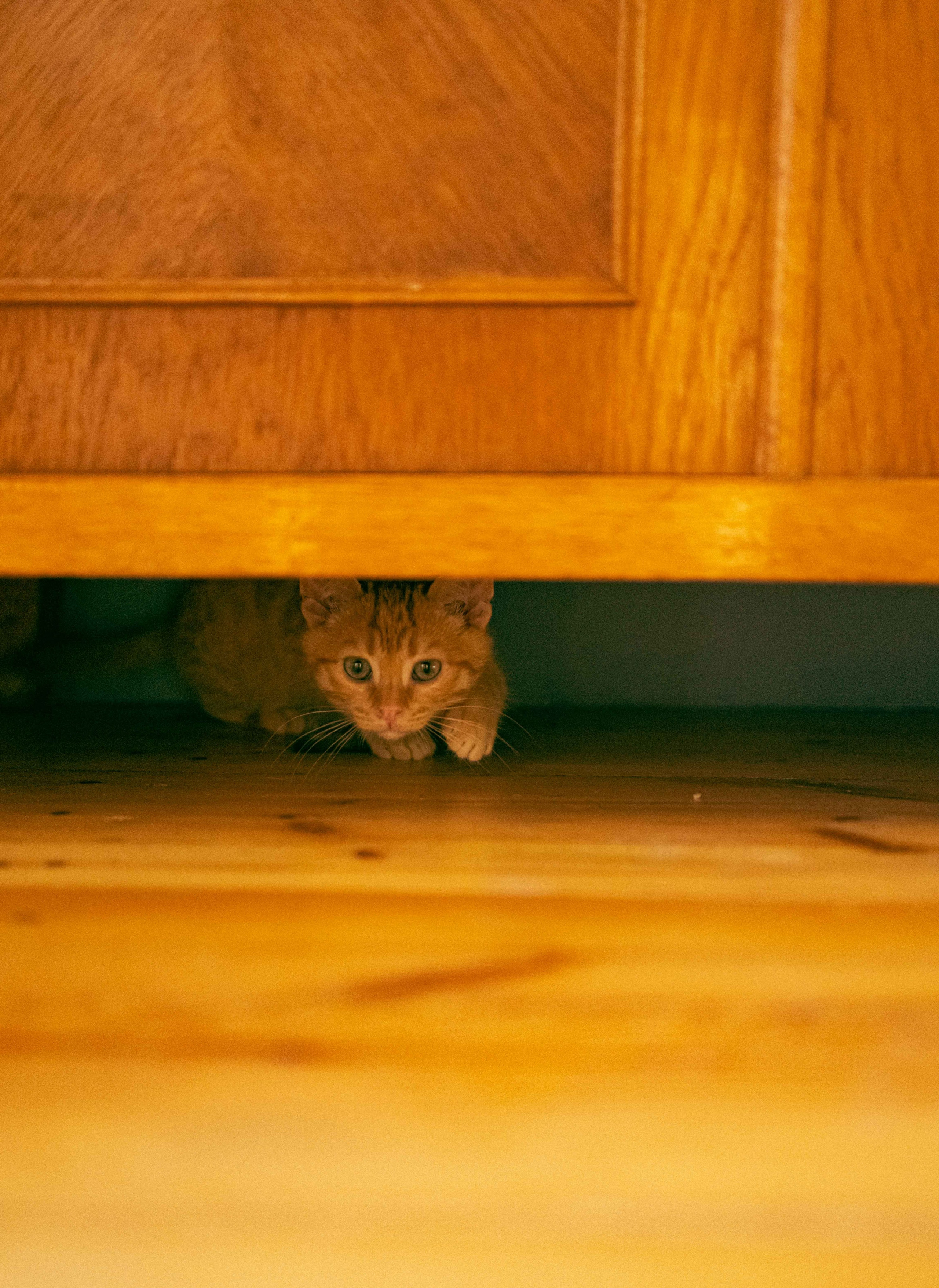 Кускус. Фотограф-анималист в Москве Лера Черноног