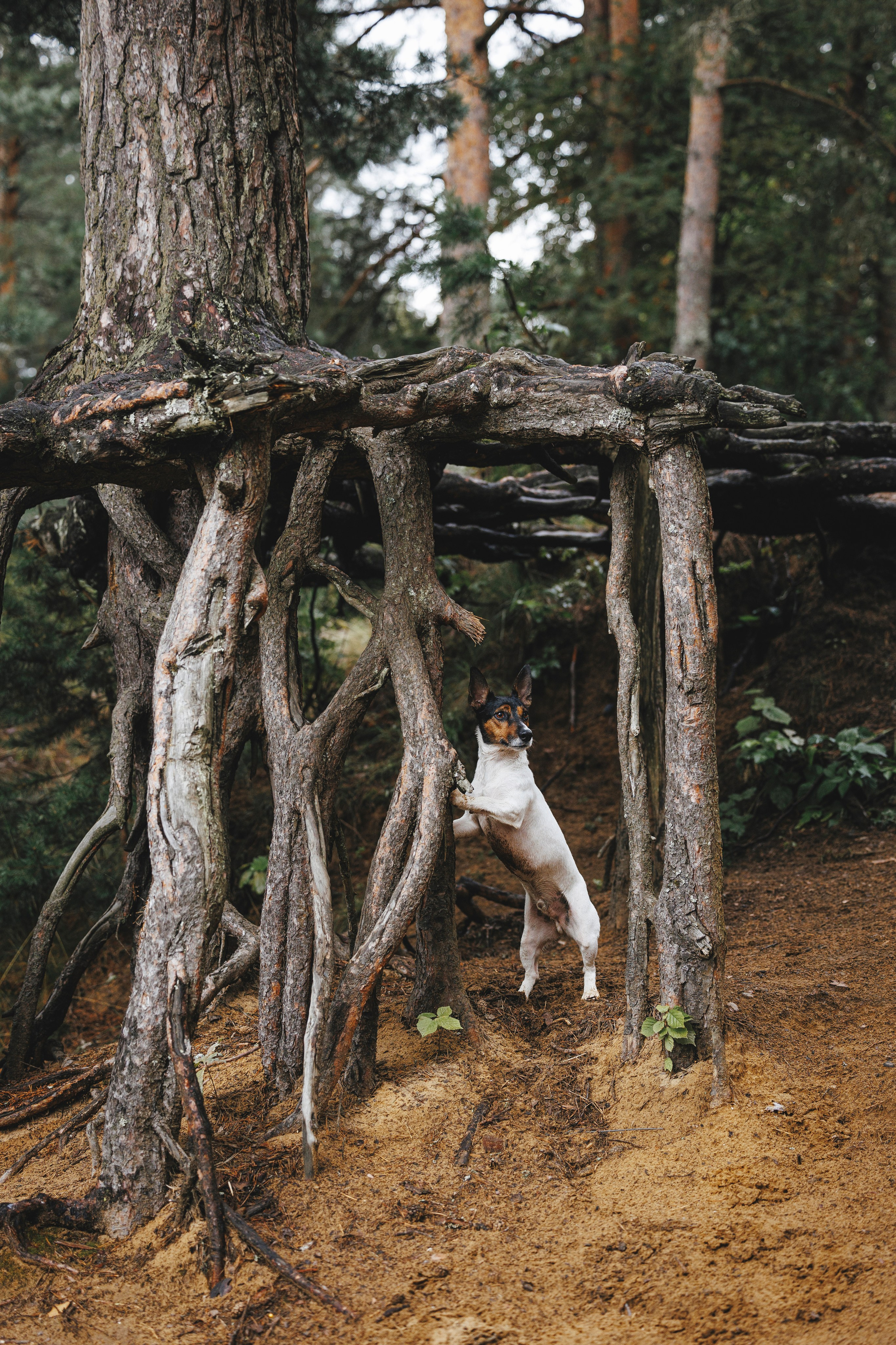 Ания и Ярик. Фотограф-анималист Анна Маринич