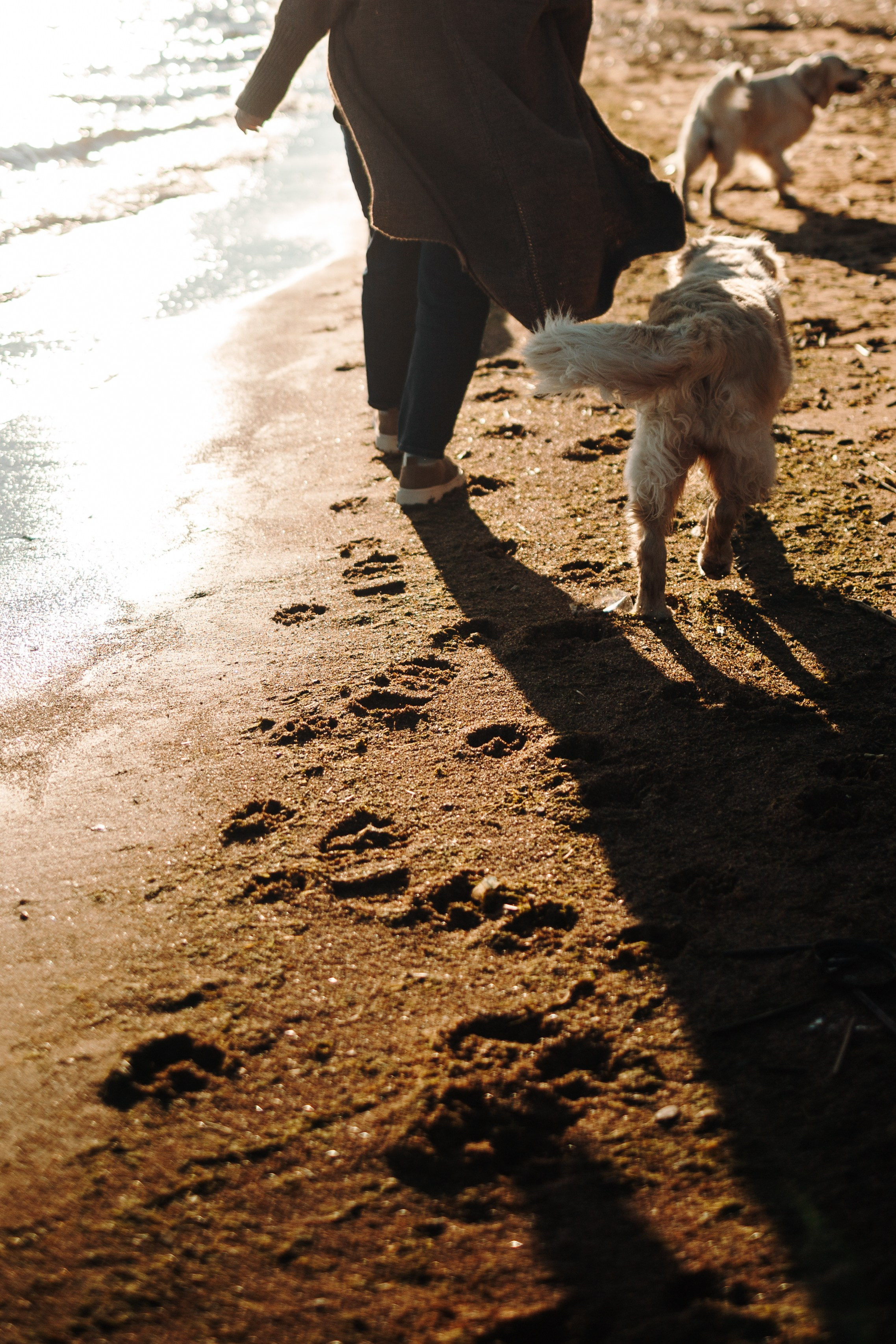 Катя и ее девочки. Фотограф — Анималист | Санкт-Петербург