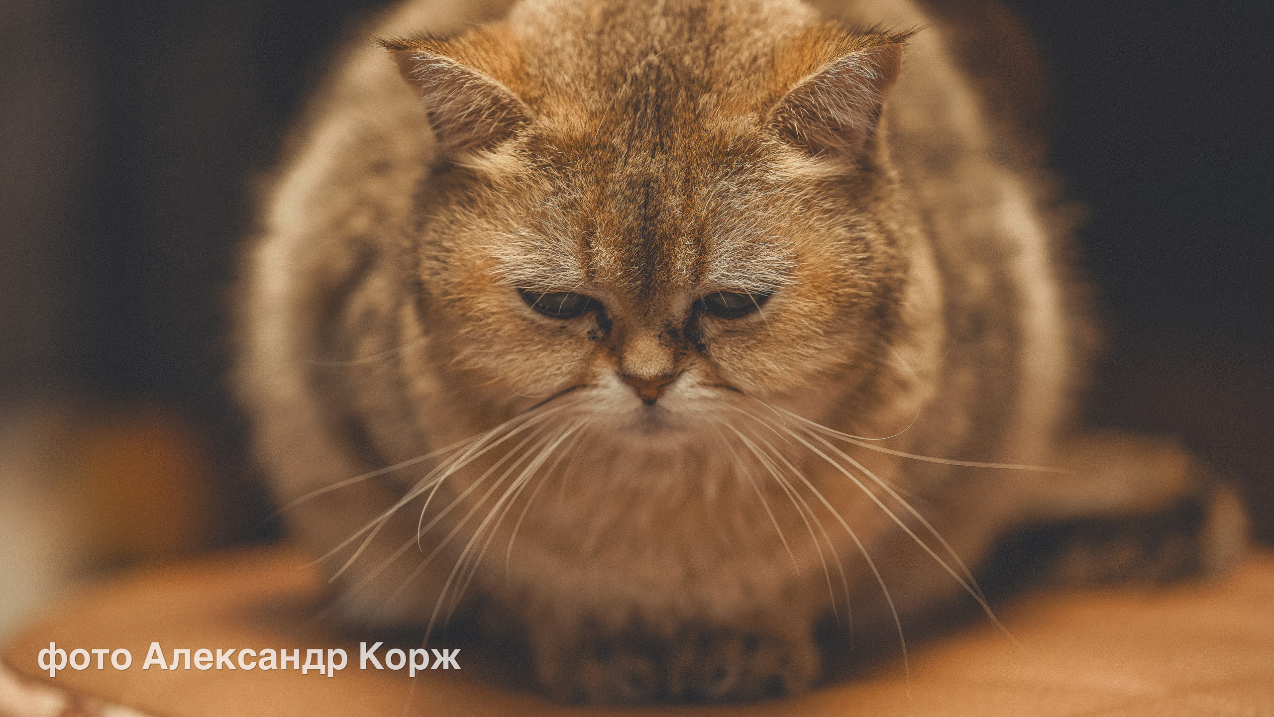 Животные. Фотографии и видеосъемка, Айхал, Удачный, Якутия. Фотографии Айхал