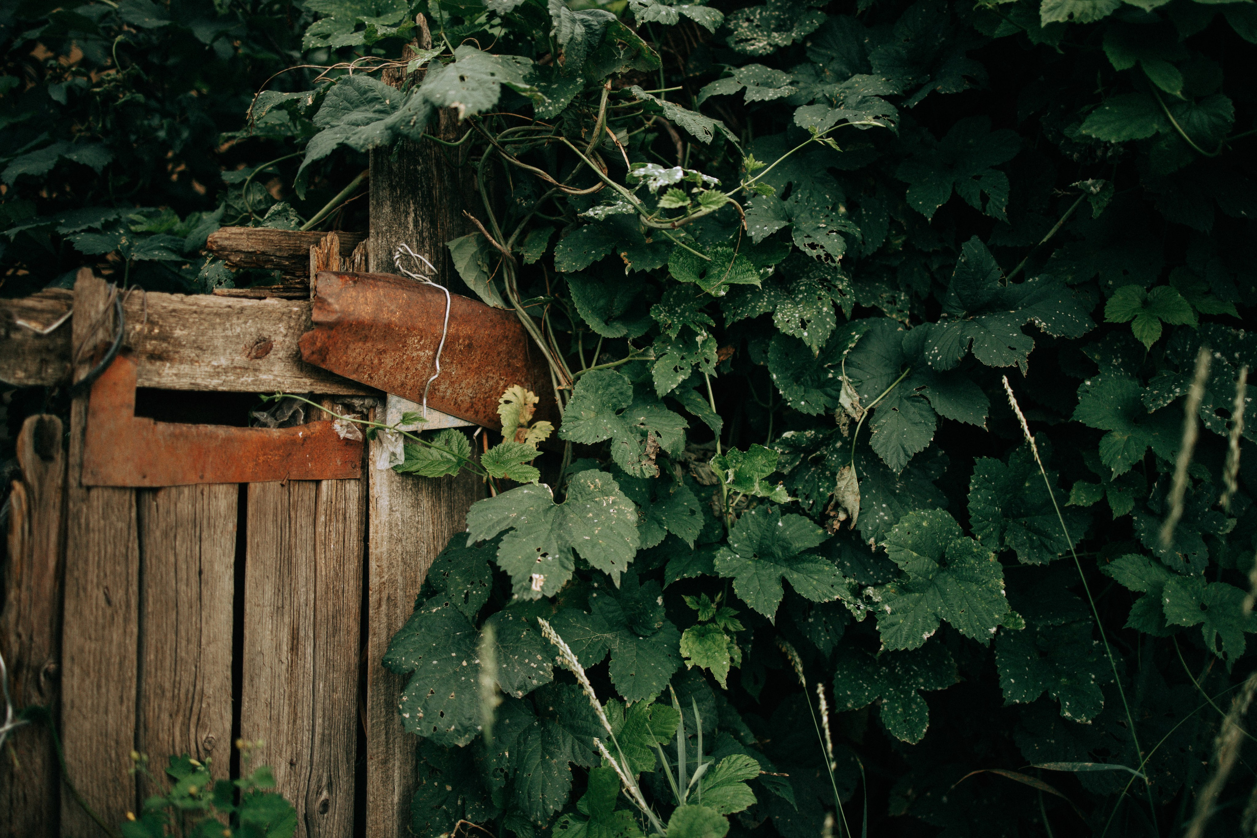 Прогулка по Криволучью. Свадебный и семейный фотограф в Туле и области Маша Костина