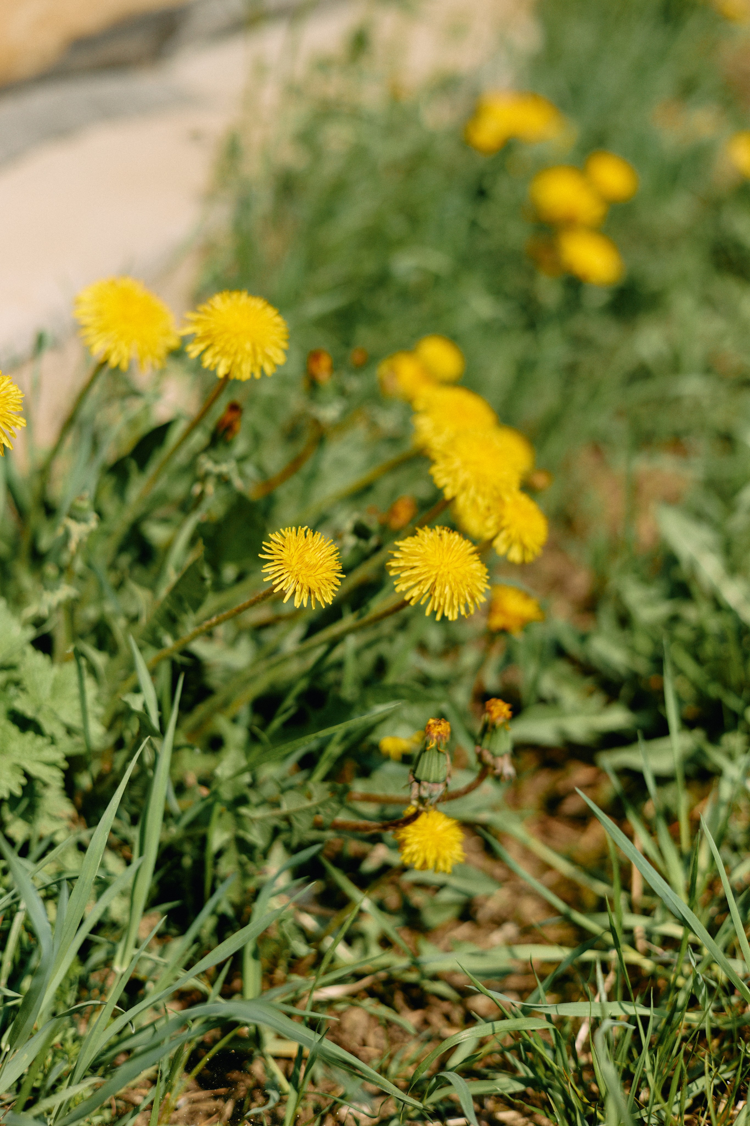 Бутик-отель Поле летом. Профессиональный Фотограф во Владимире, в Москве и в Суздале — Полина Романычева