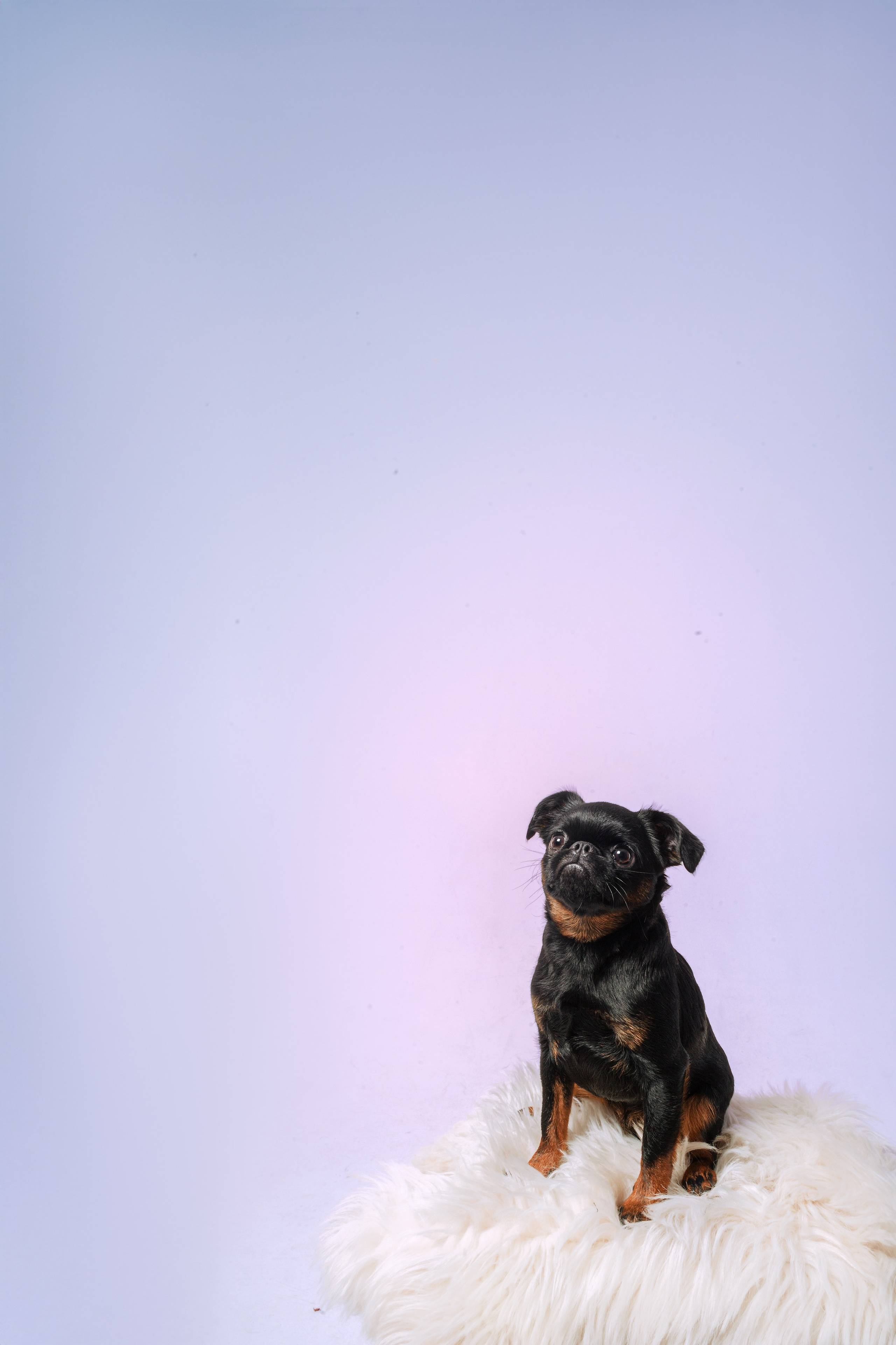 Студийная фотосессия с цветным светом. Фотограф-анималист Татьяна Степанова