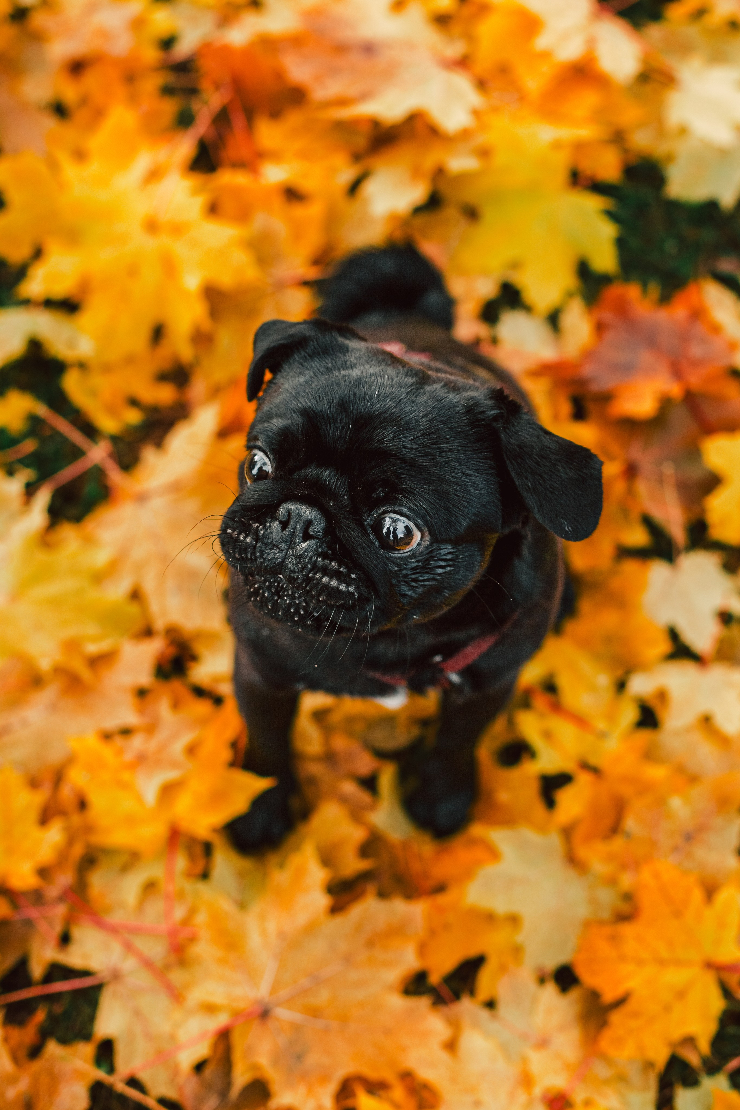 Оля, Харви, Луис. Фотограф-анималист Татьяна Степанова
