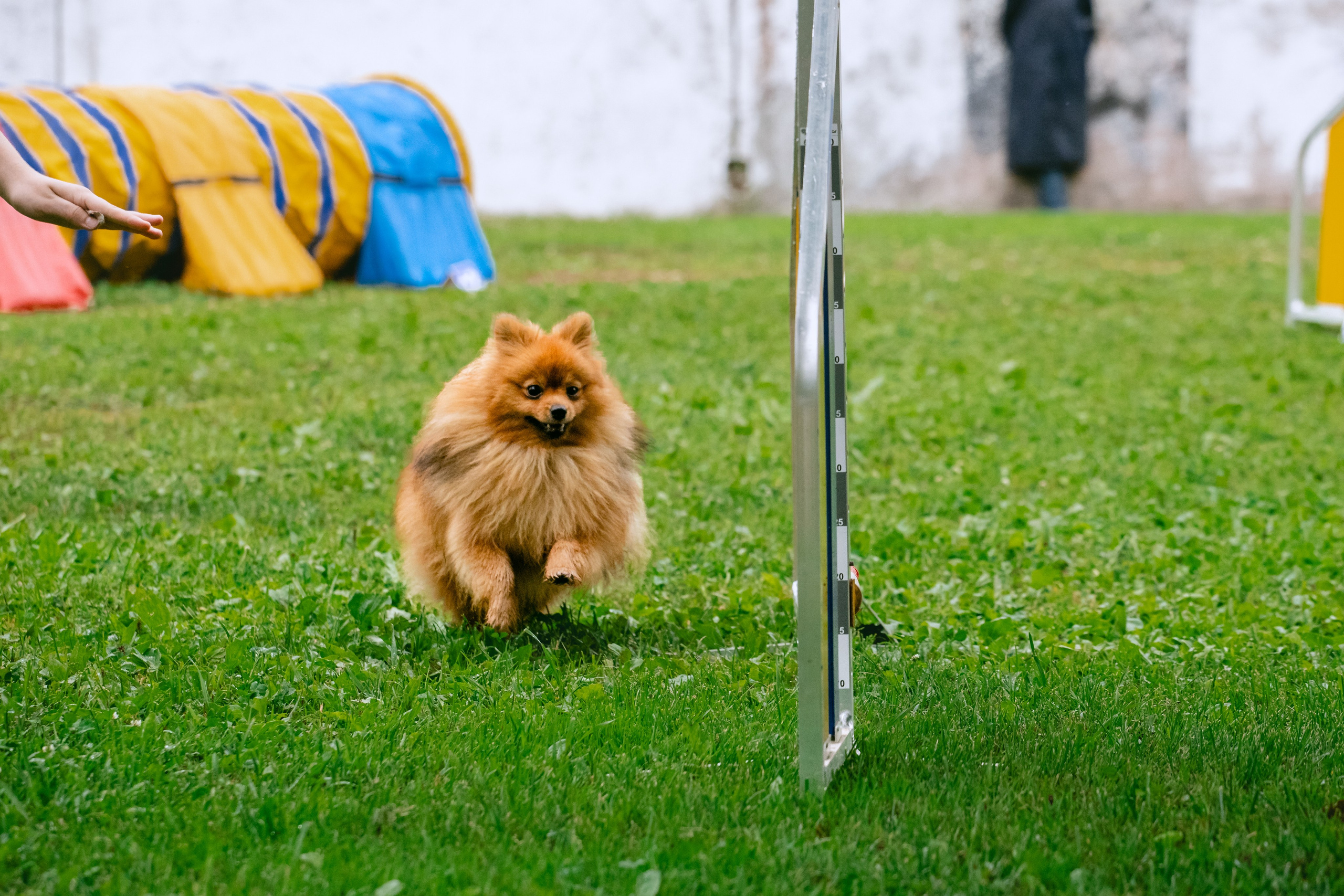 Соревнования по аджилити Долгопрудный 30.06.2025. Фотограф-анималист Татьяна Степанова