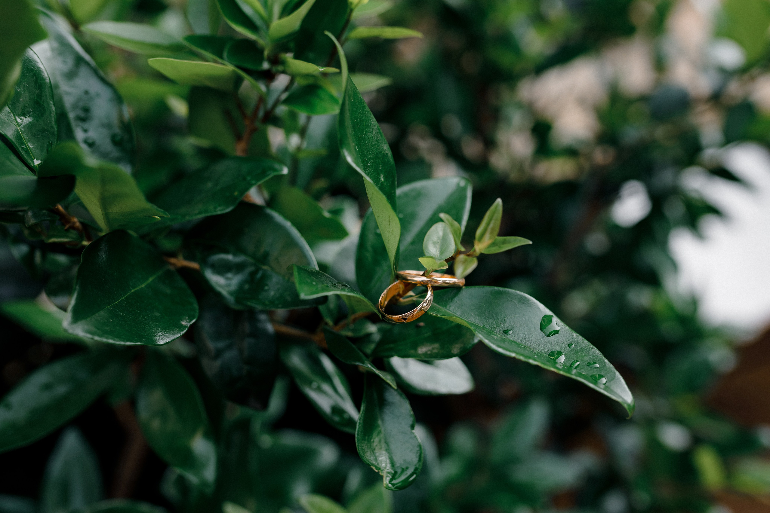 Свадьба Натальи и Михаила. Свадебный фотограф Анастасия Кацан