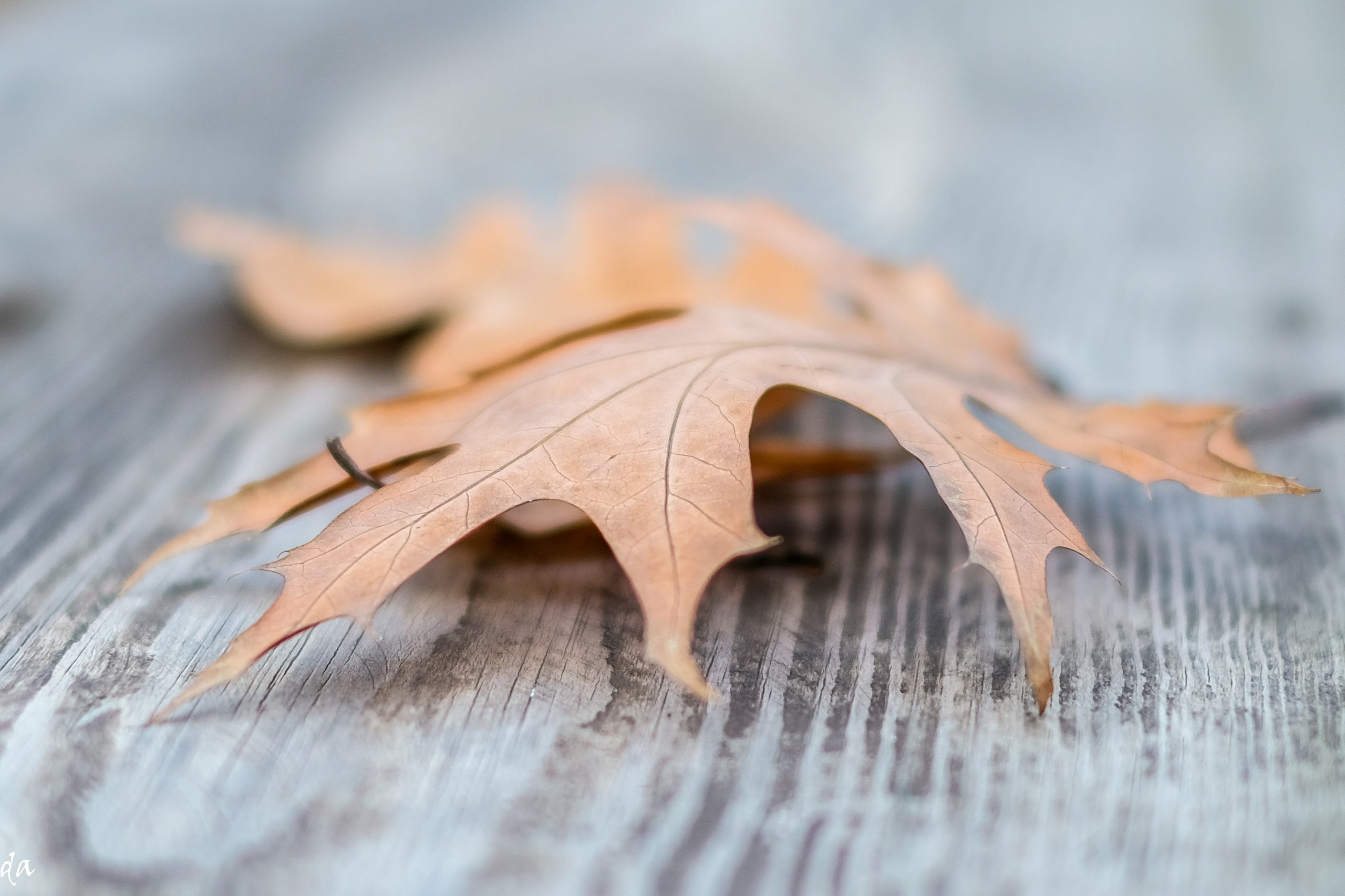 Цветочки-лепесточки. Фотограф Дмитрий Алексеев