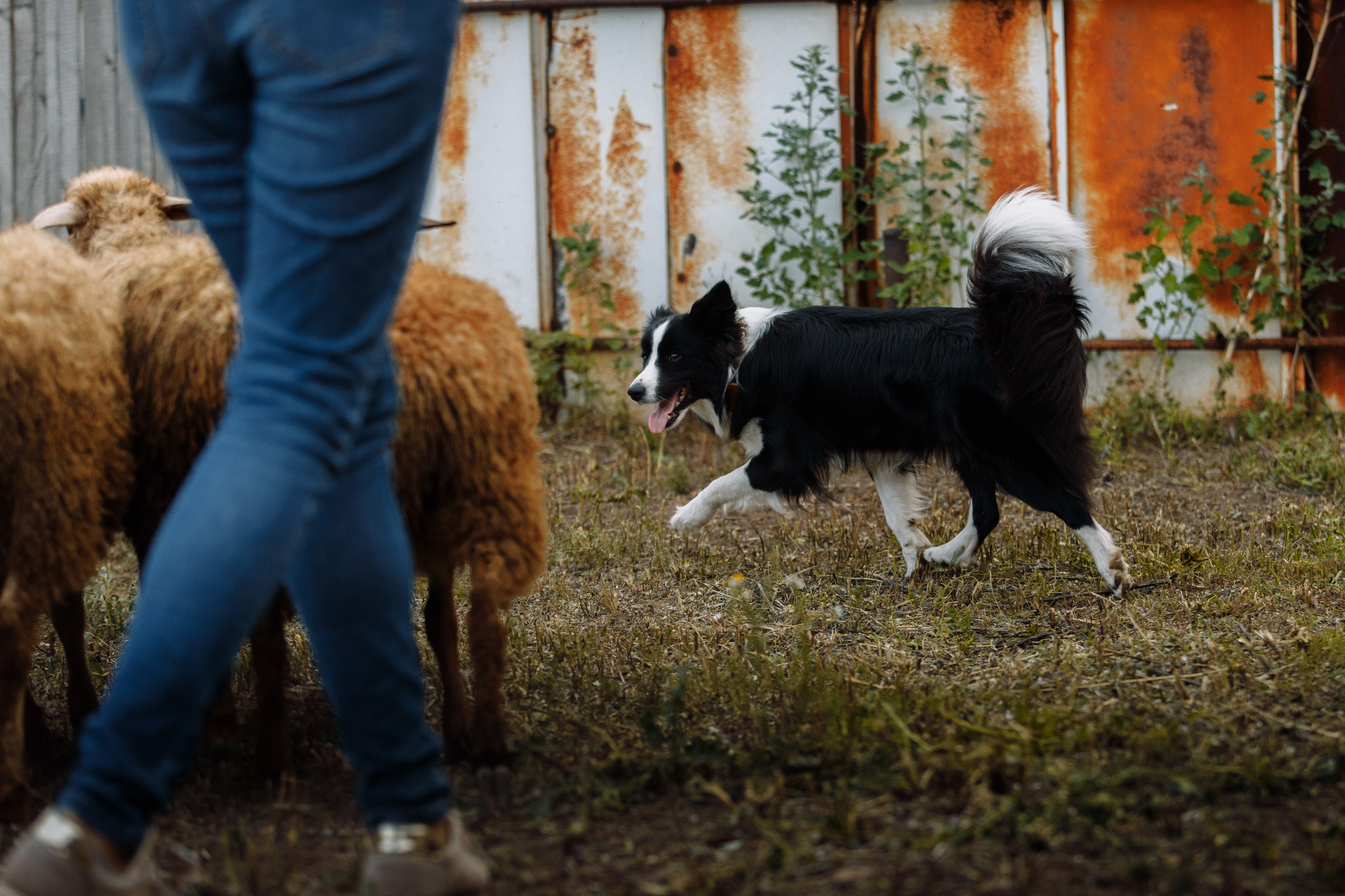 Овечий день. О нас