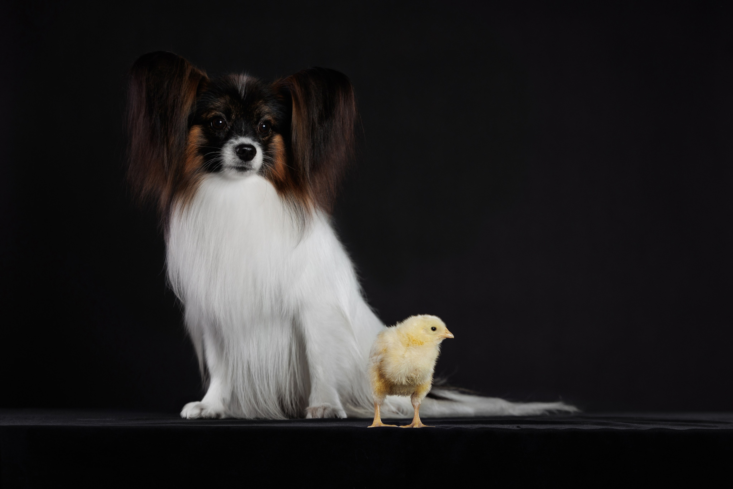 С цыпами. О нас