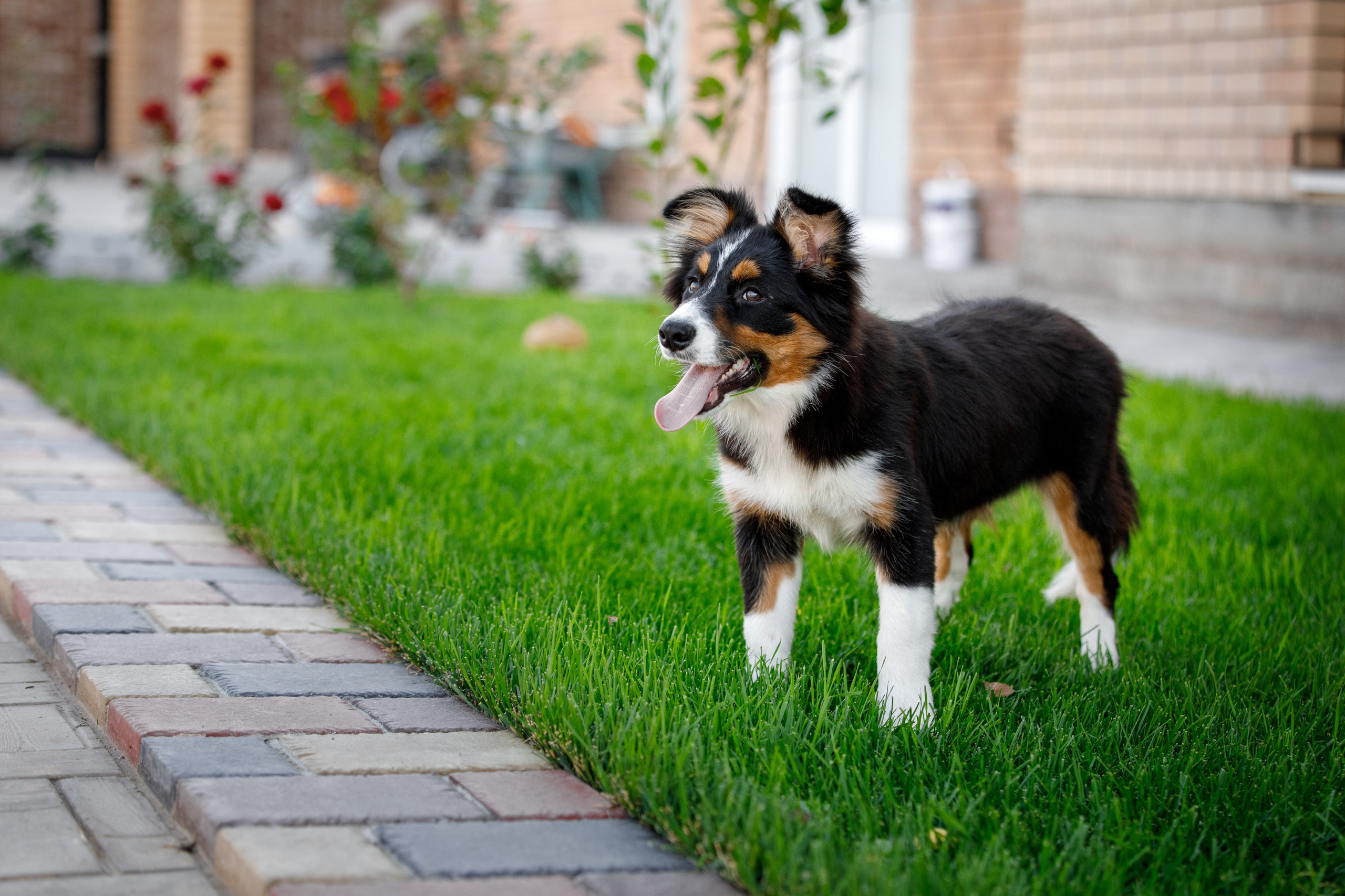 Смешарики. О нас