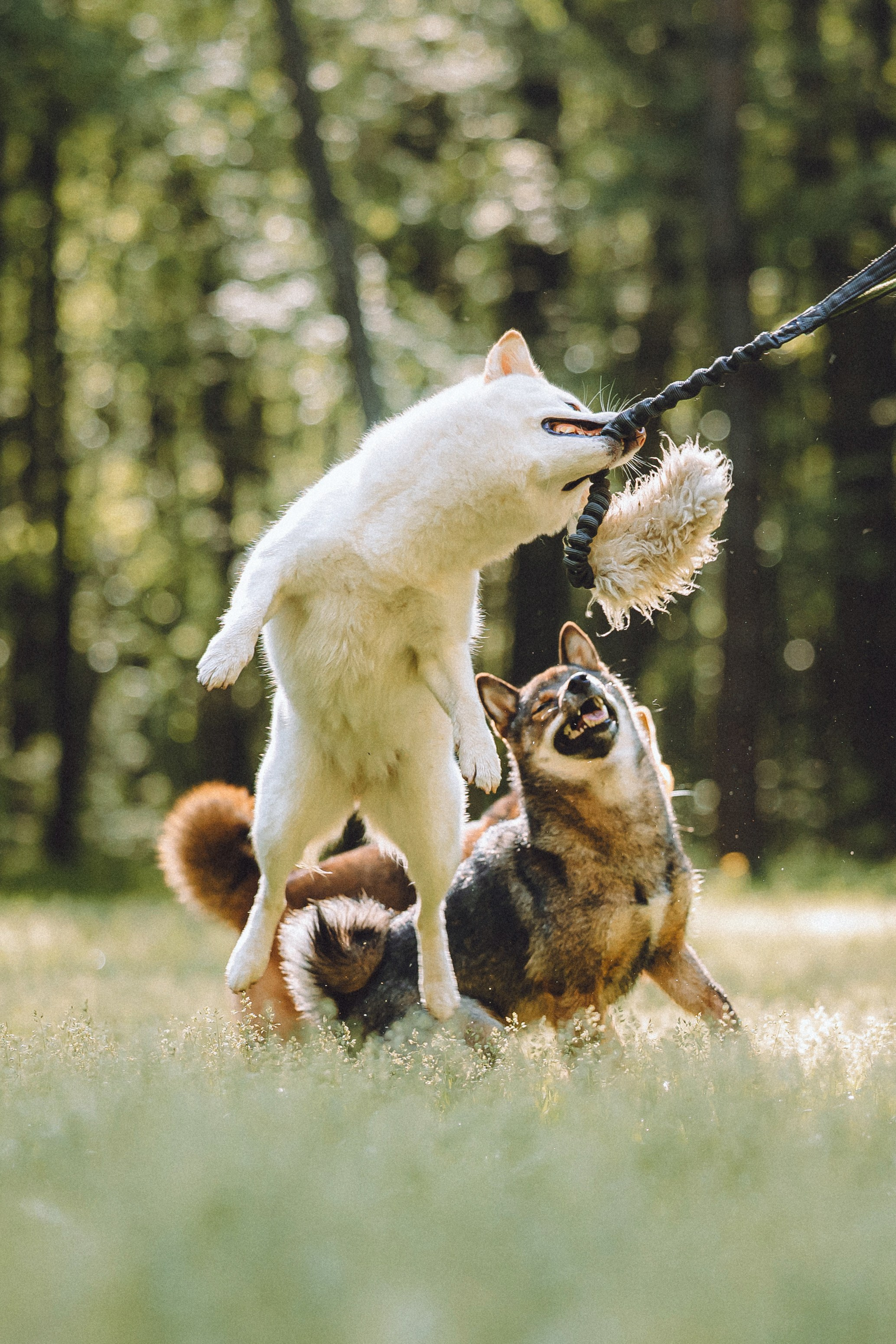 Шед, Цири, Чиби, Цера и их семья