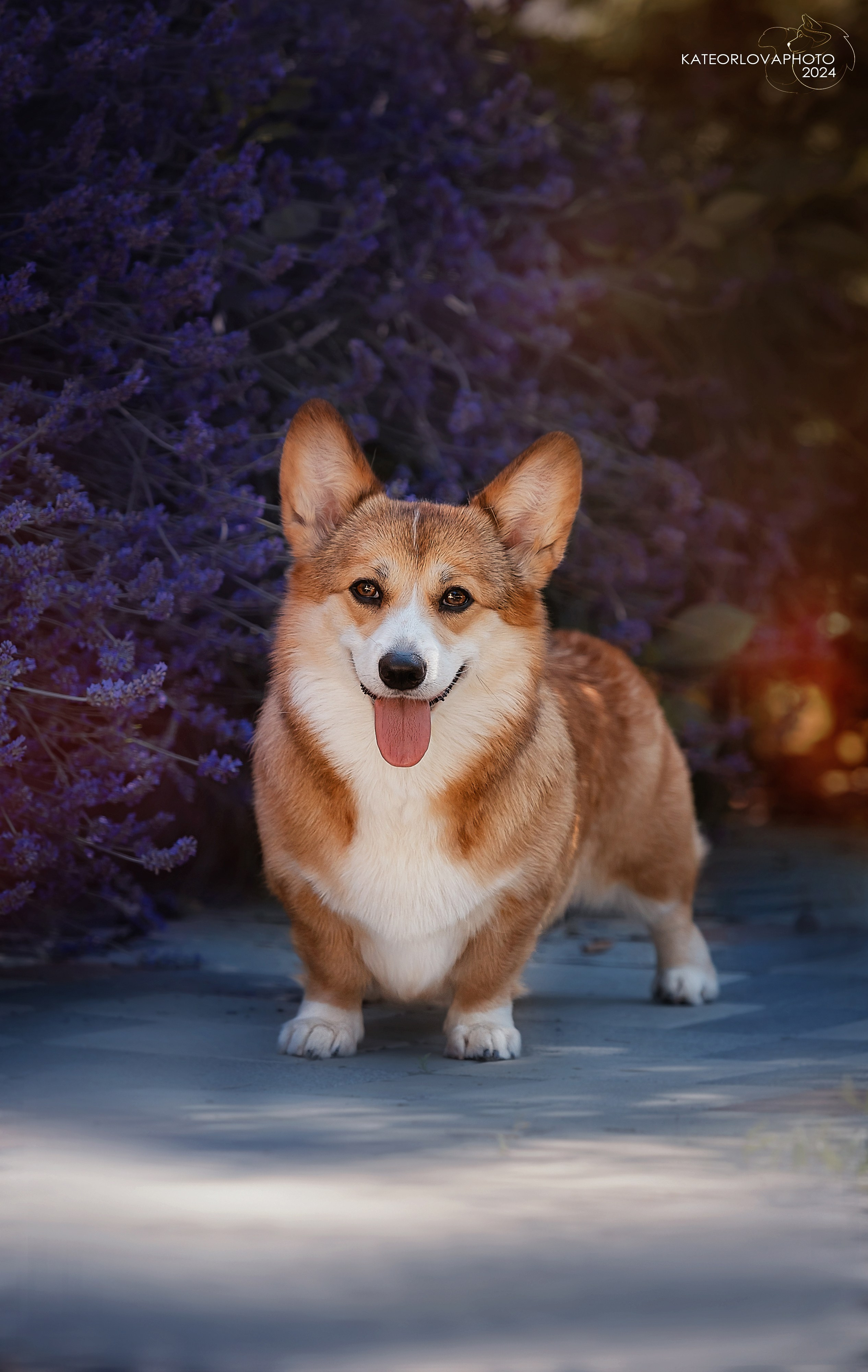 Фотосъемка собак, щенков, на выставках, фотограф анималист Россия воронеж. Питомник собак Акита, Хаски, Корги