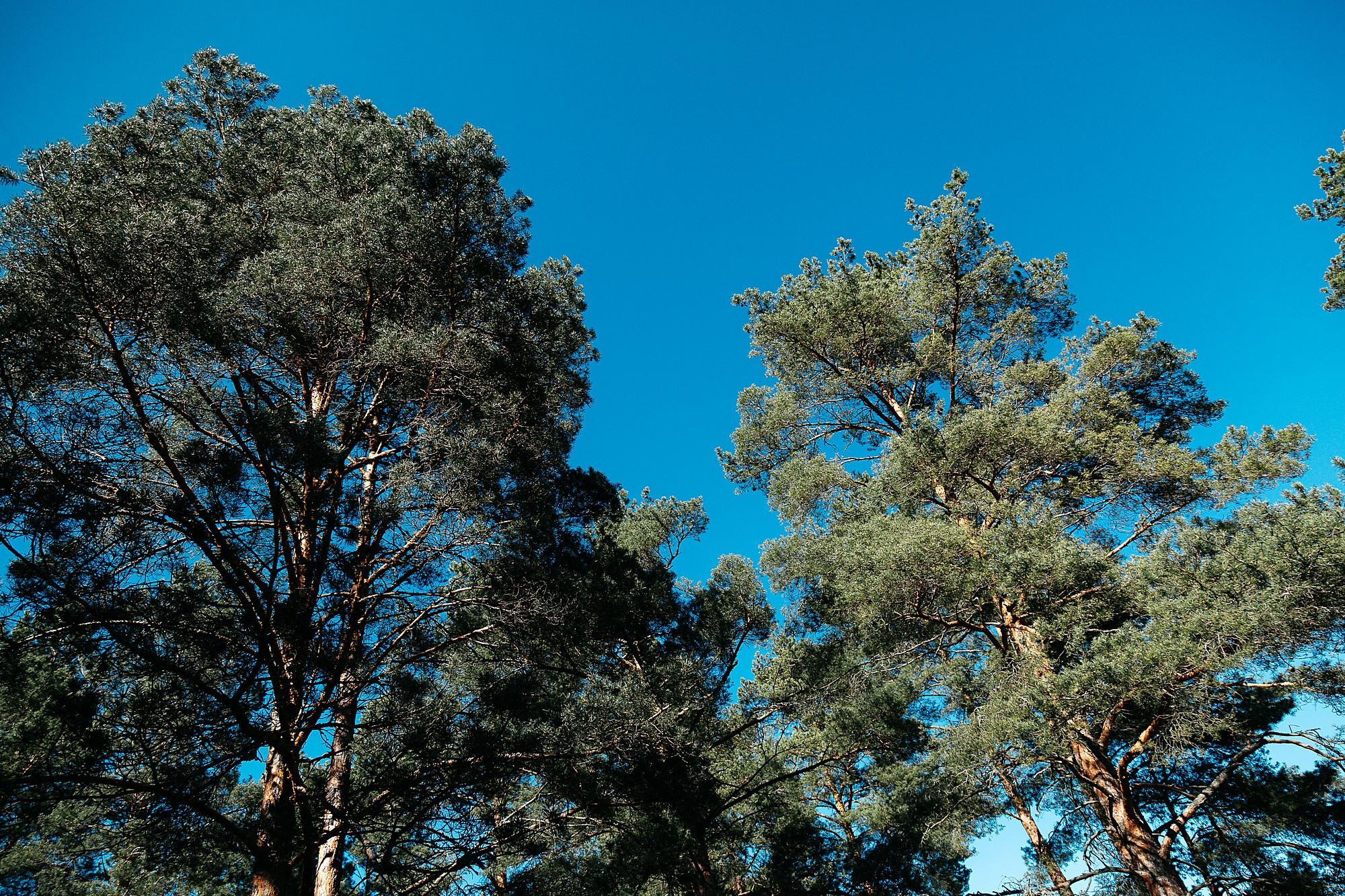 Свадебная съёмка Анастасии и Павла. Боченков Вадим | Фотограф в Пскове и Санкт-Петербурге