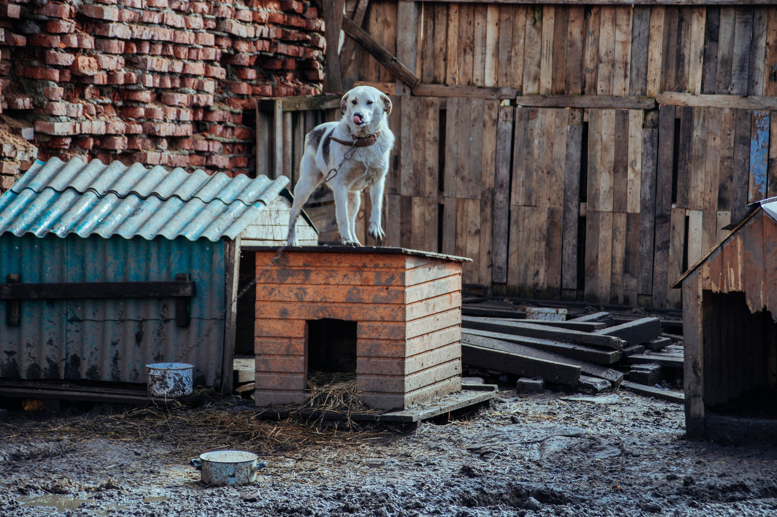 Приют «Дом Добра». Индивидуальный фотограф в Москве