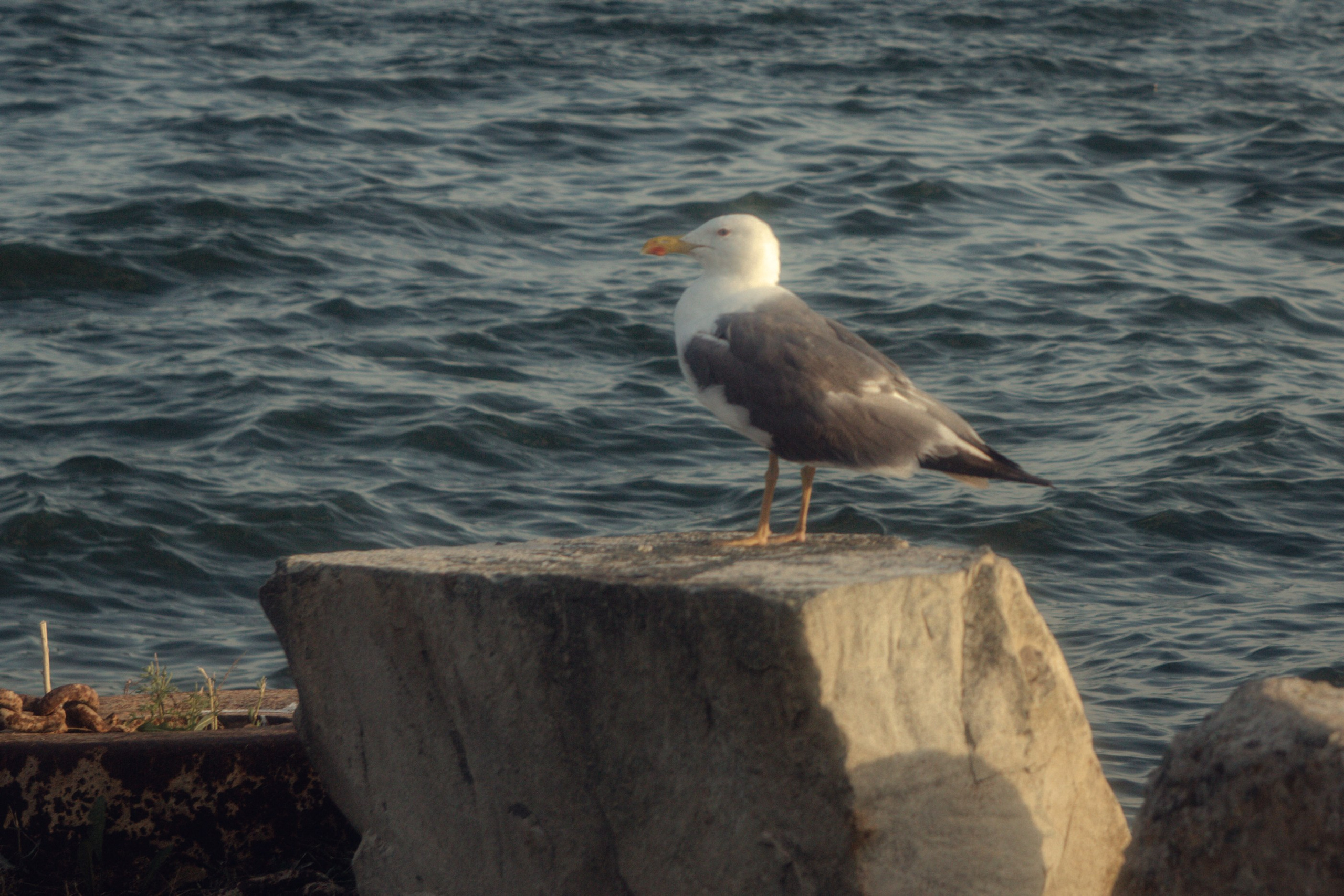 Андрей + Наталья и сестрёнки Вика и Оля. Фотограф Елена Бухонина Челябинск