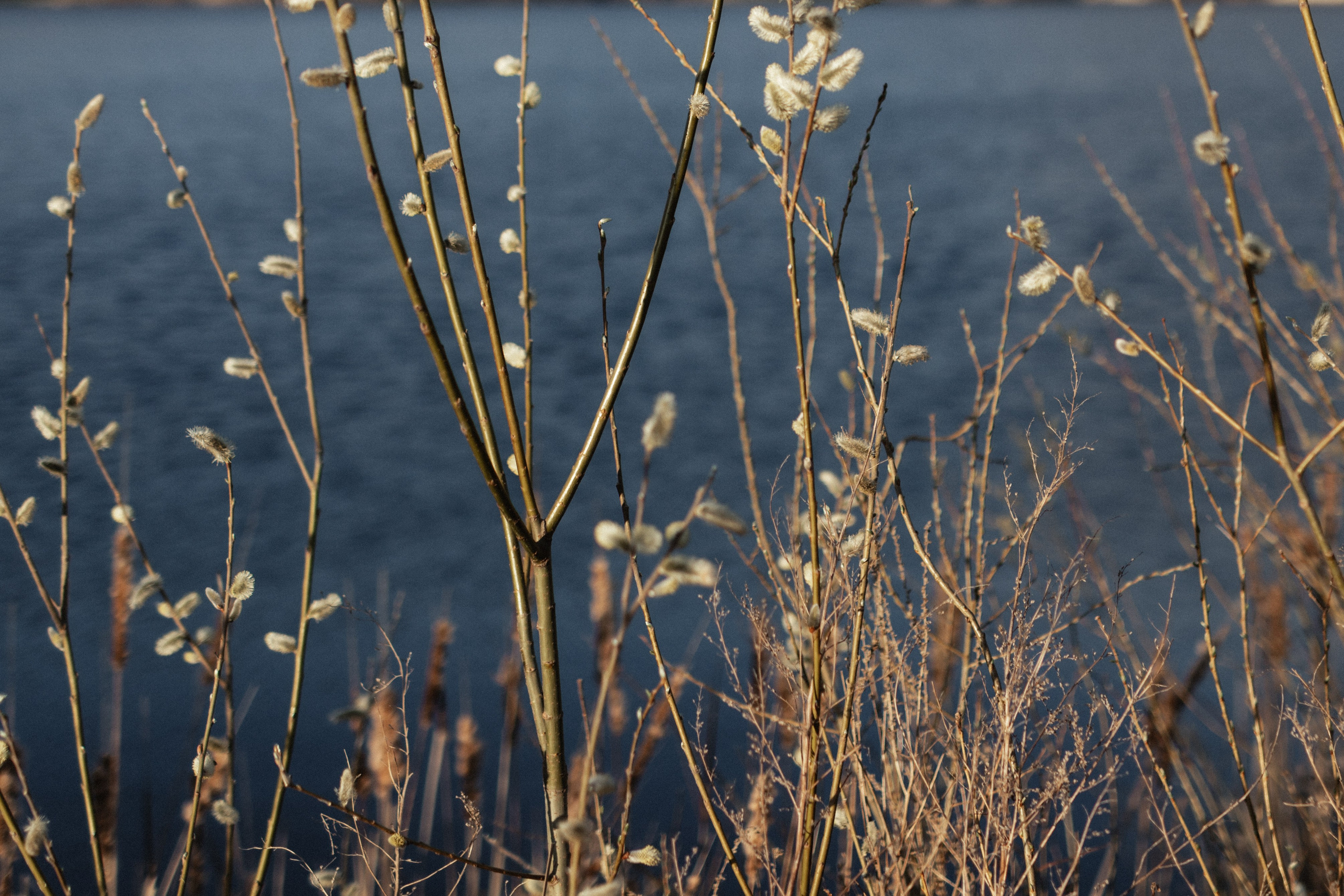 Анна. Женский и семейный фотограф Аксинья Кузьмина. Город Пенза