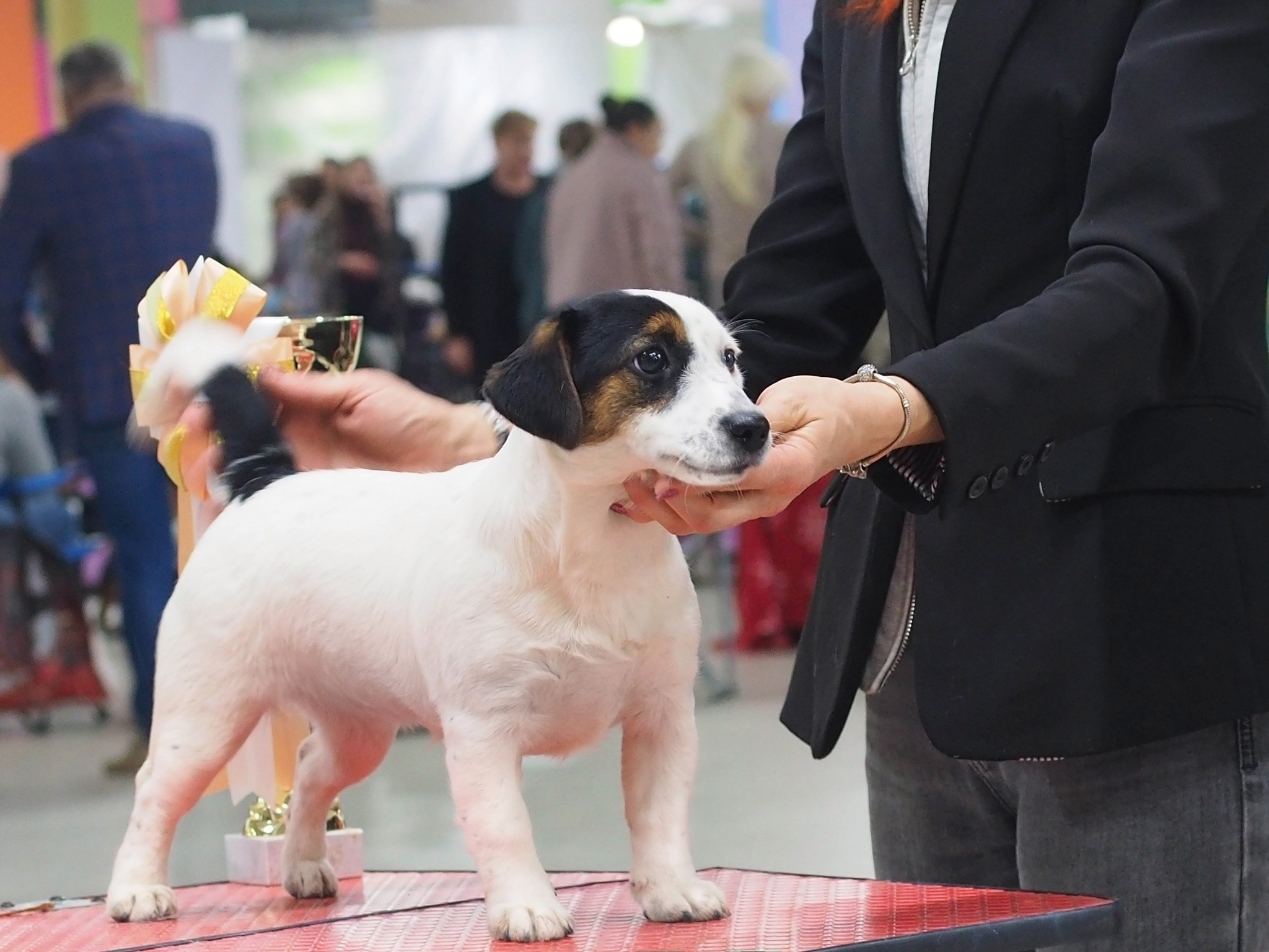 Гладкошерстная. Триколор. Джек рассел терьер. КАНЕ МАЭСТРО ОЛИВА. КАНЕ МАЭСТРО — питомник Джек рассел терьеров