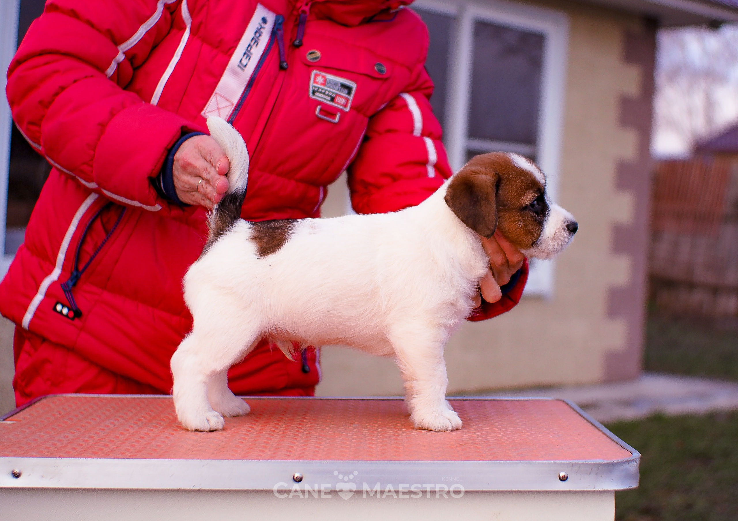 Мальчик 2. Кобель бело-рыжий. Джек рассел терьер щенок. КАНЕ МАЭСТРО — питомник Джек рассел терьеров