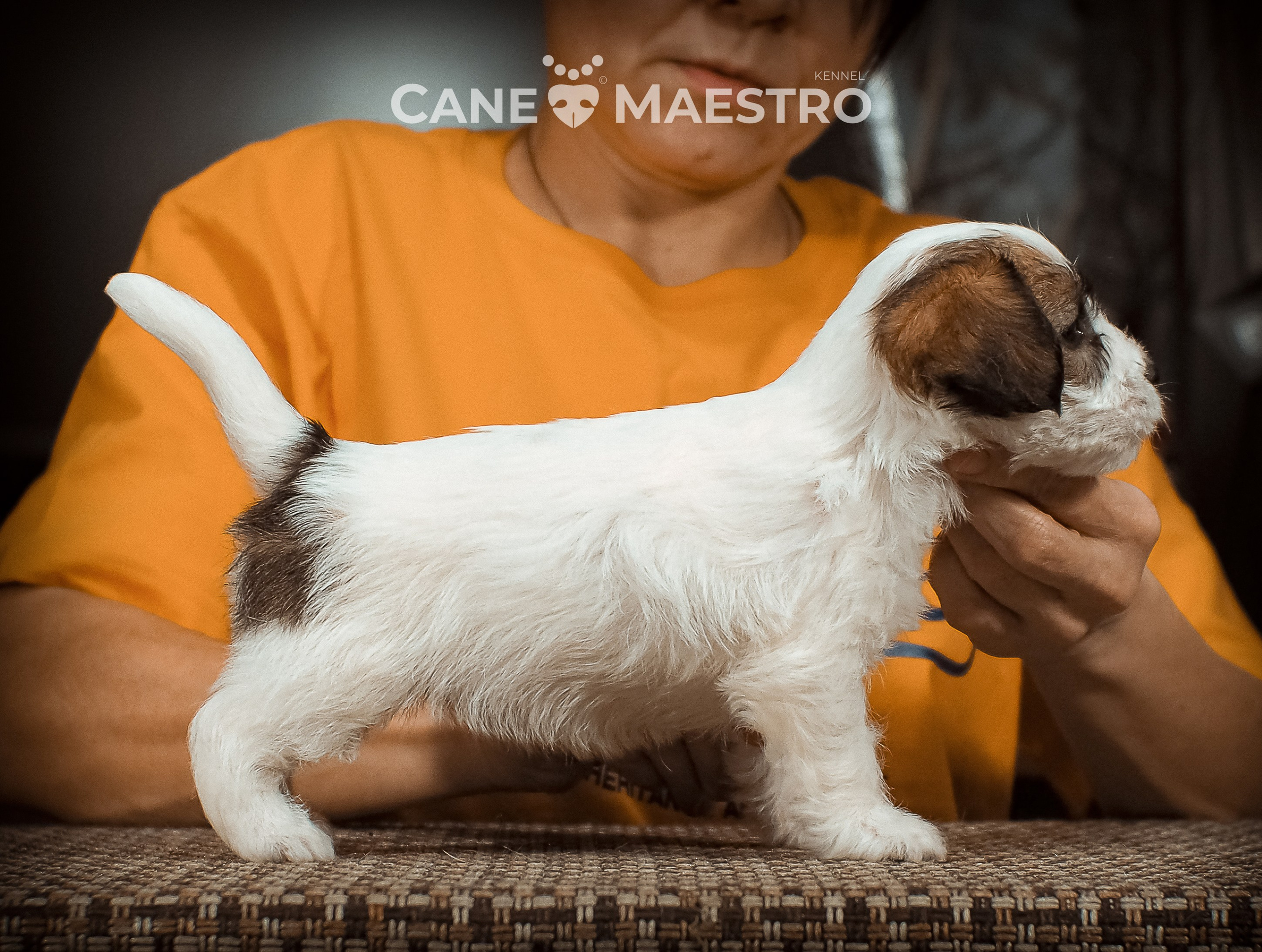 Сук_21_12_25. CANE MAESTRO — kennel Jack Russell Terrier
