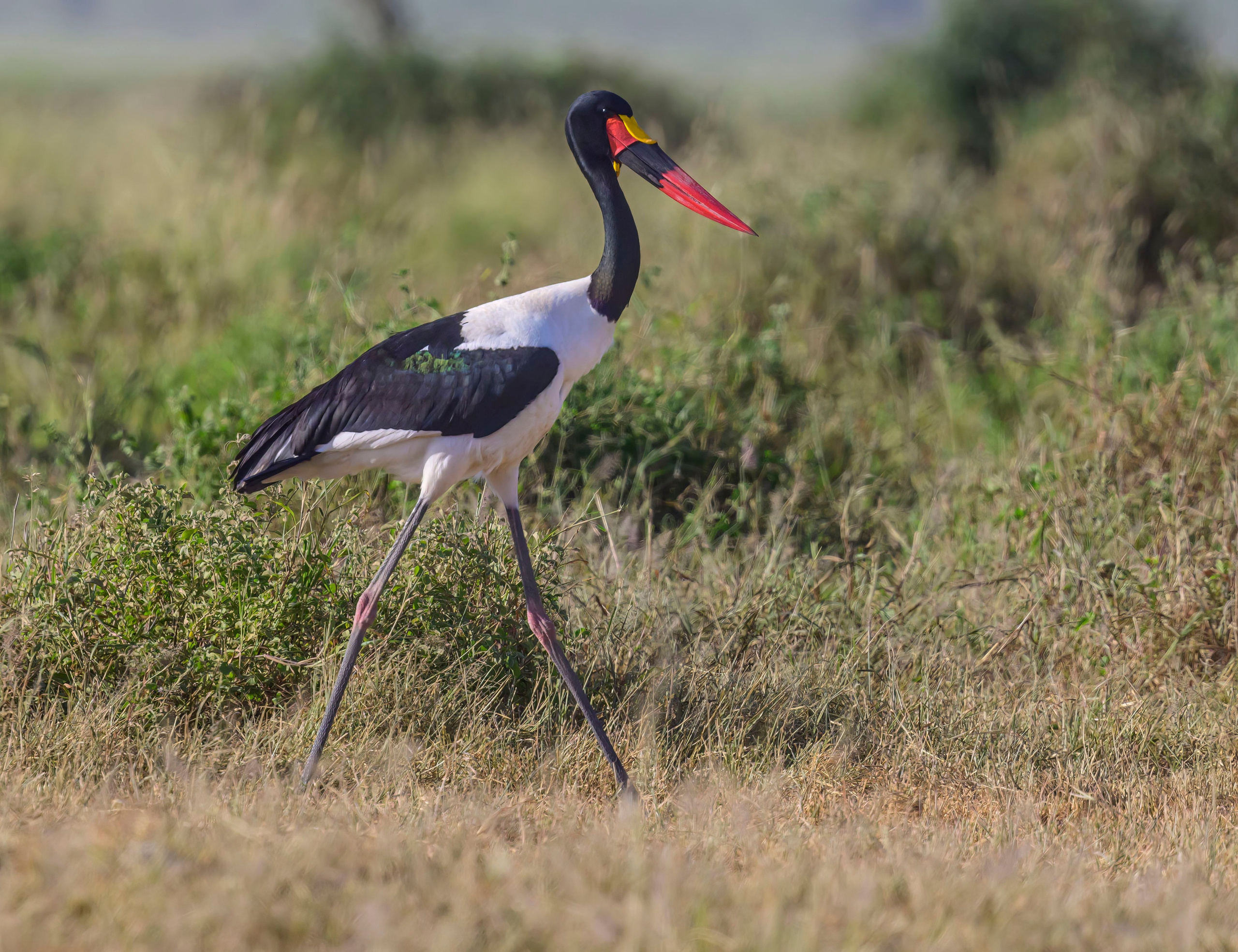 Кения. Wildlife photography by Sergey Puponin