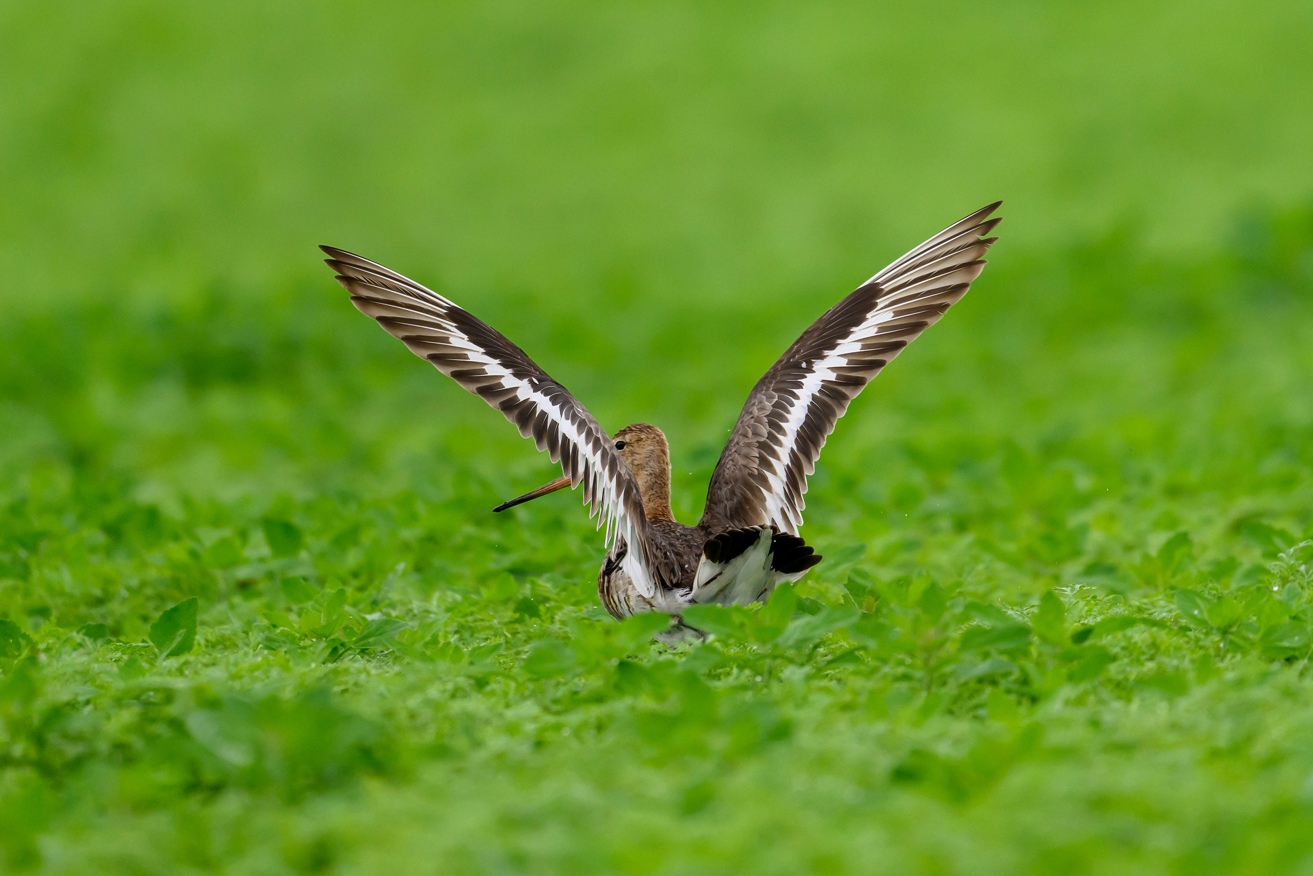 Веретенник. Фотограф Сергей Пупонин