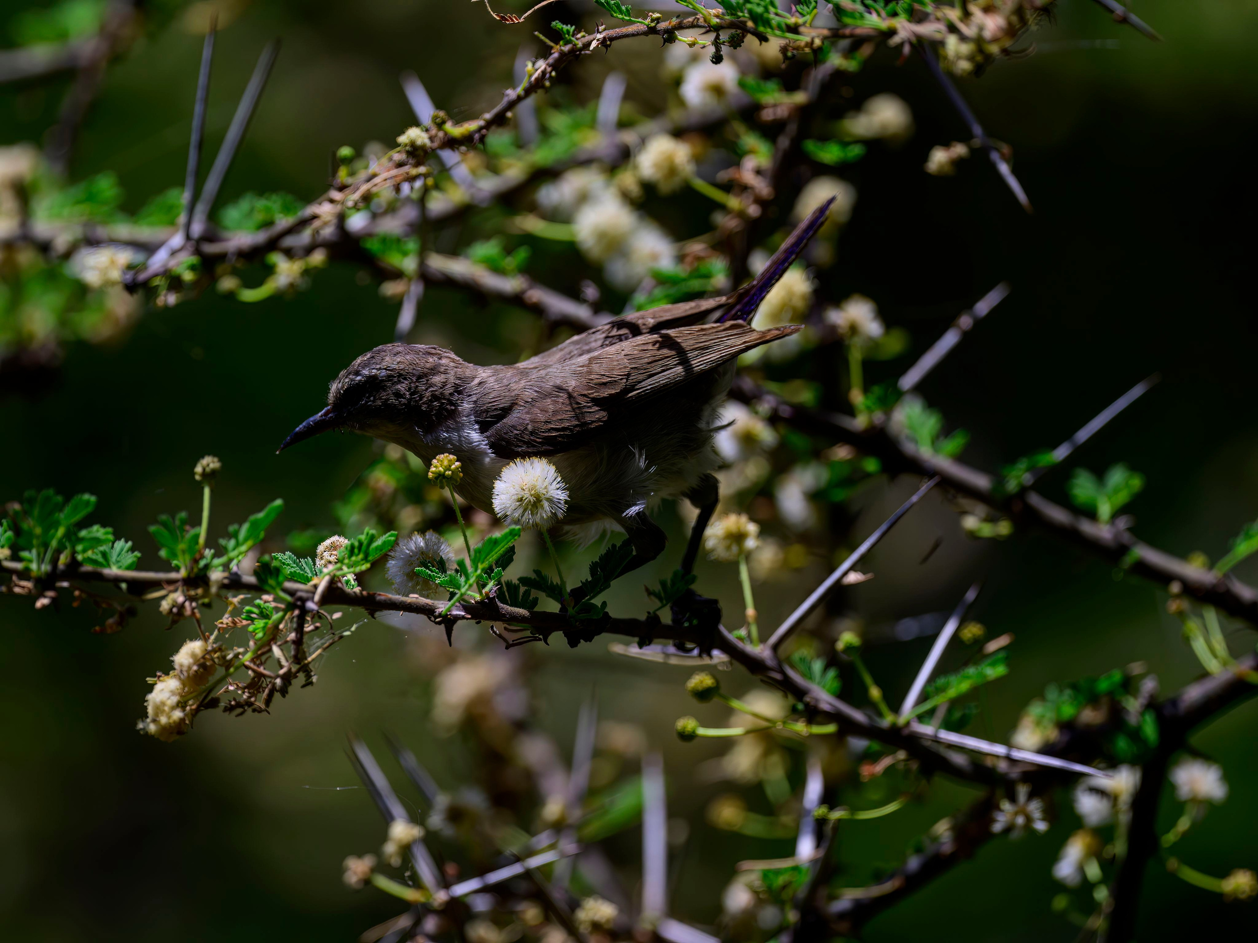 Кения. Wildlife photography by Sergey Puponin