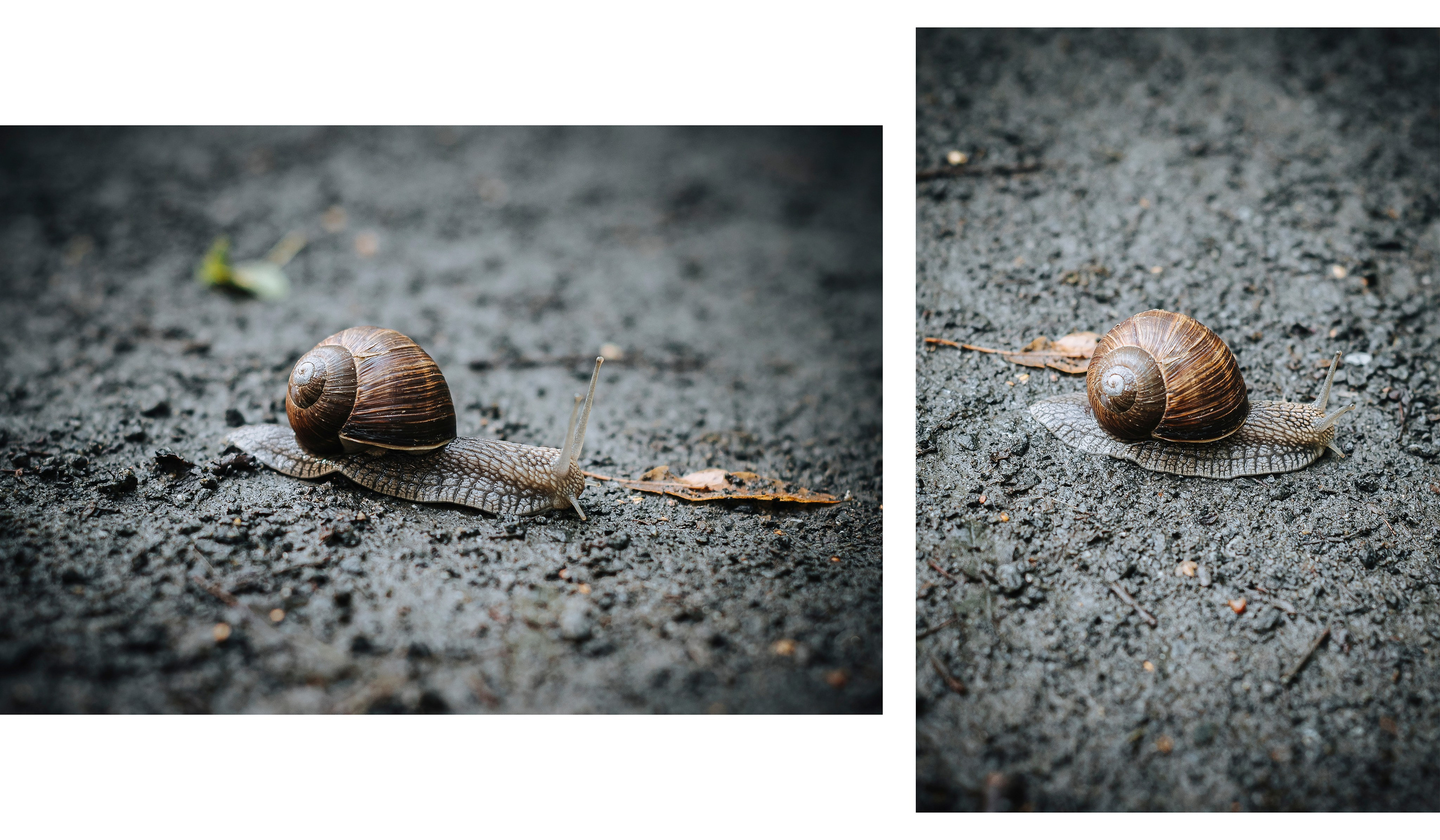 Животные. Фотограф Карина Шарова Москва